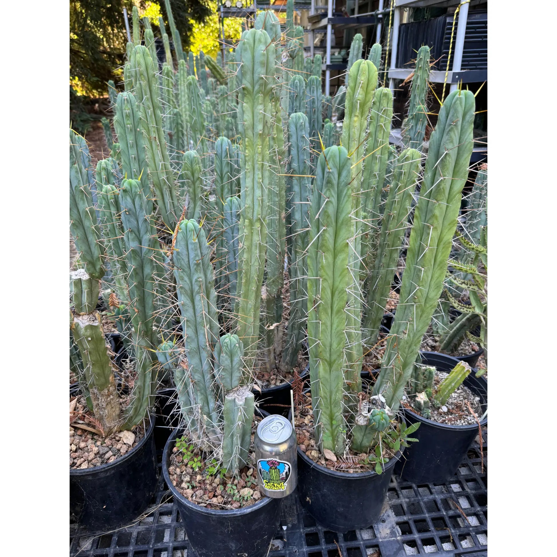 bridge #2 pot - live cactus plant