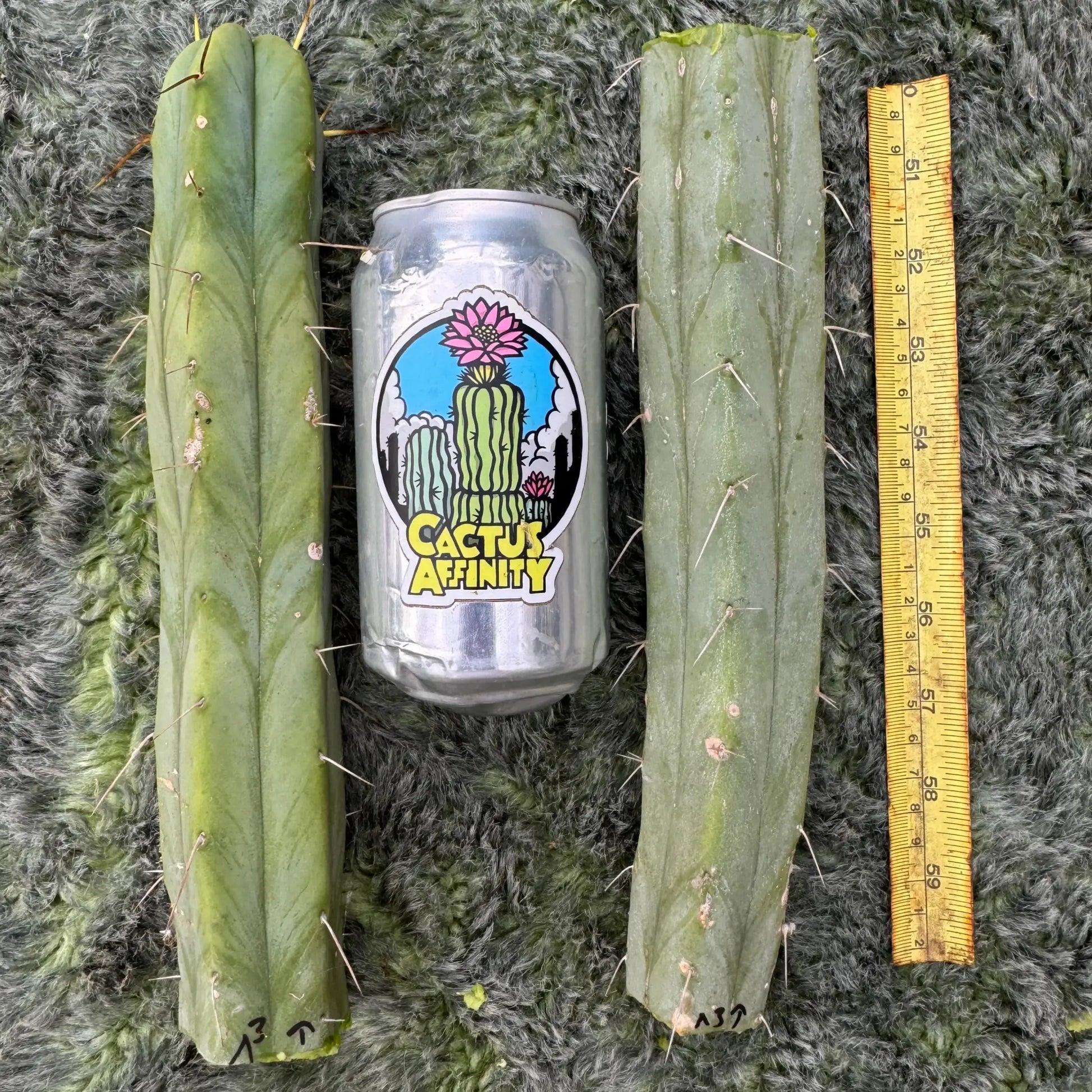 bridge ^3 - live cactus plant