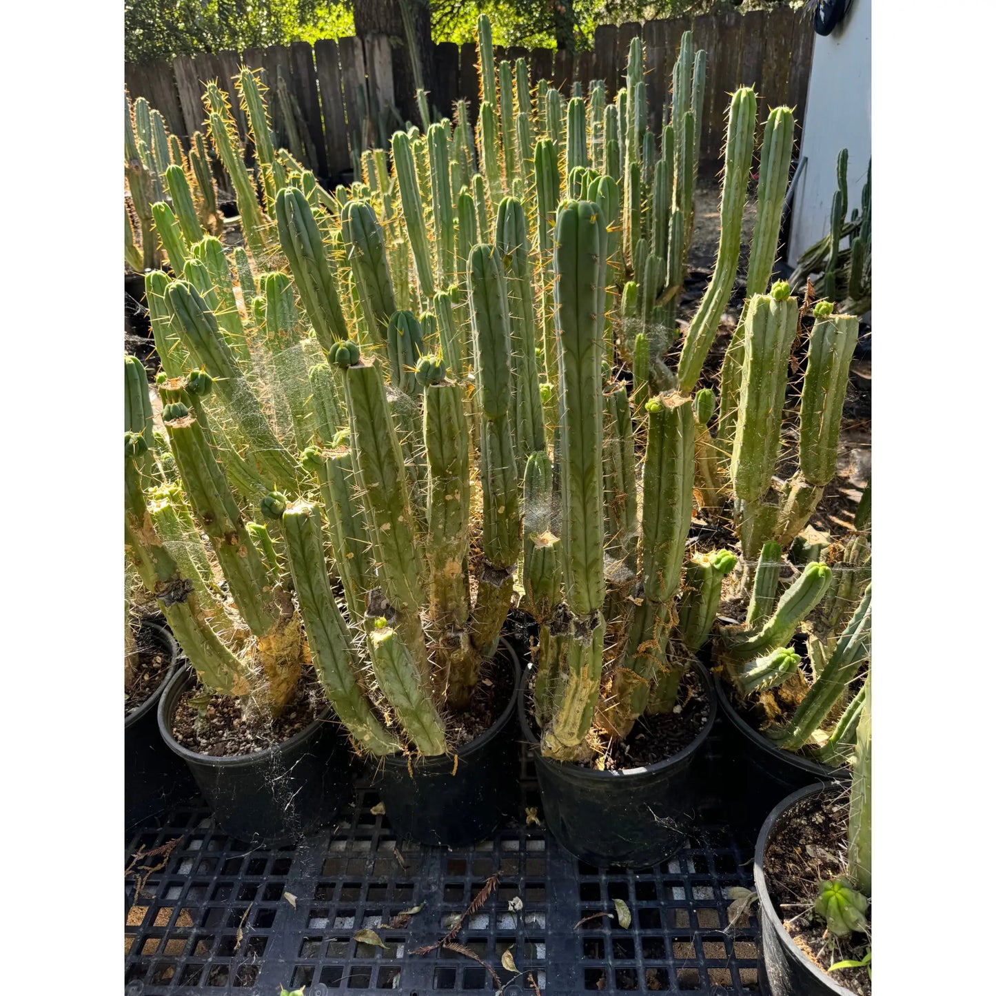 bridge - Cactus Kate #3 pot - live cactus plant