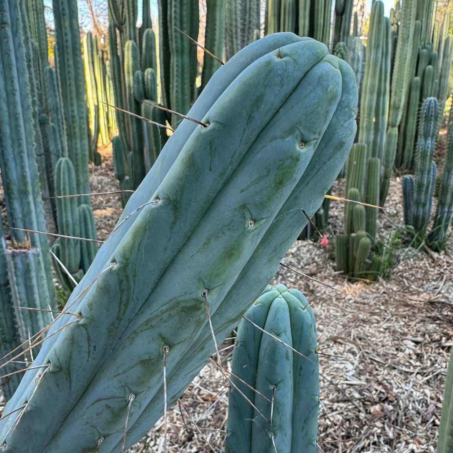 bridge JS181 - live cactus plant