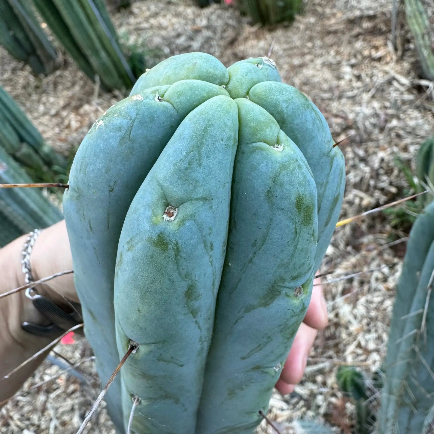 bridge JS181 - live cactus plant