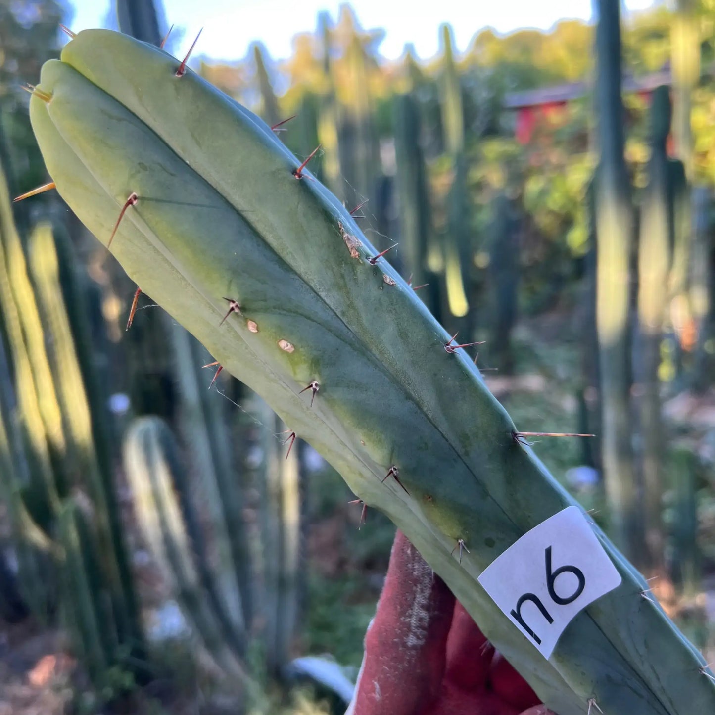 bridge JS66 - n6 14” tip cutting - live cactus plant