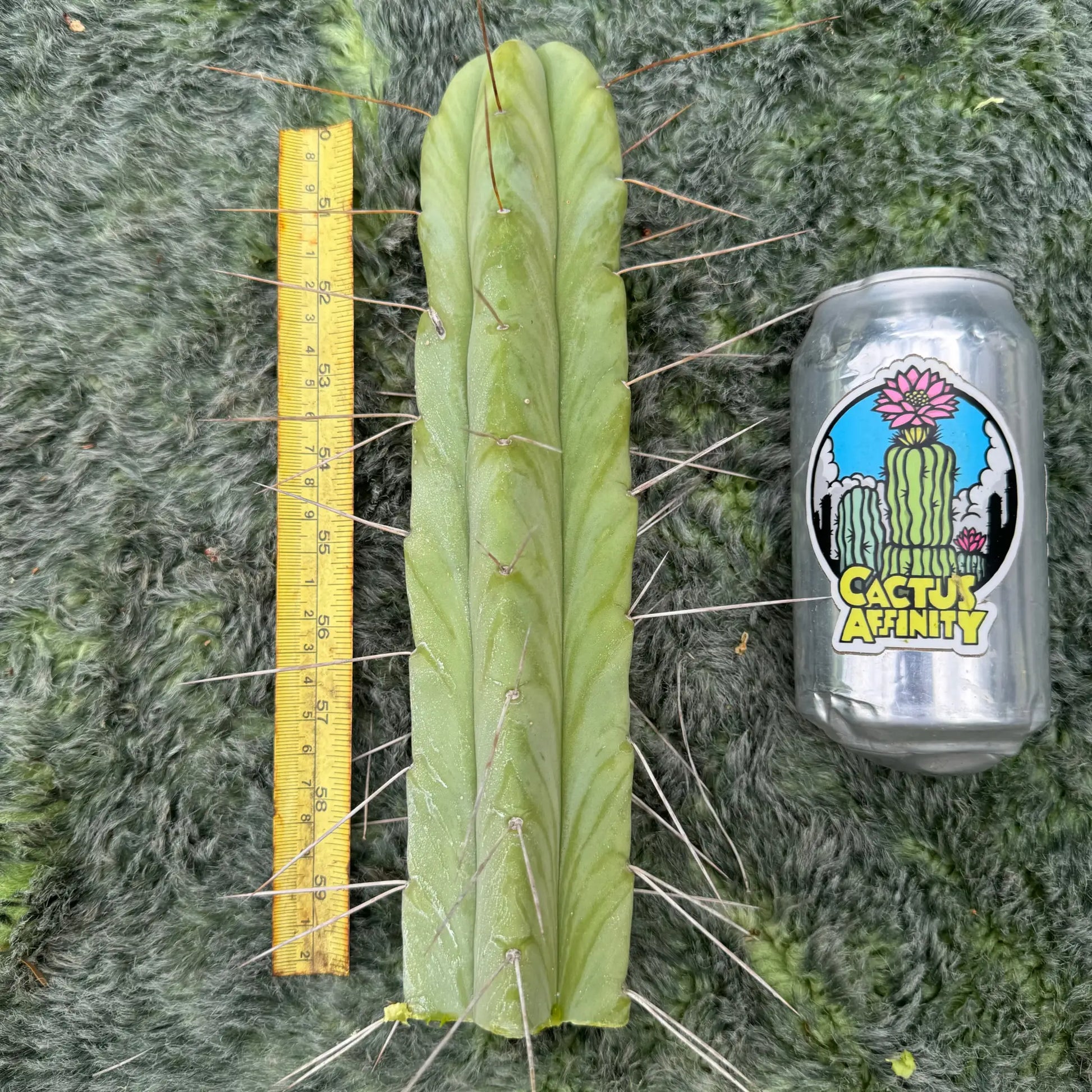bridge JS755 - one 10” tip cutting - live cactus plant