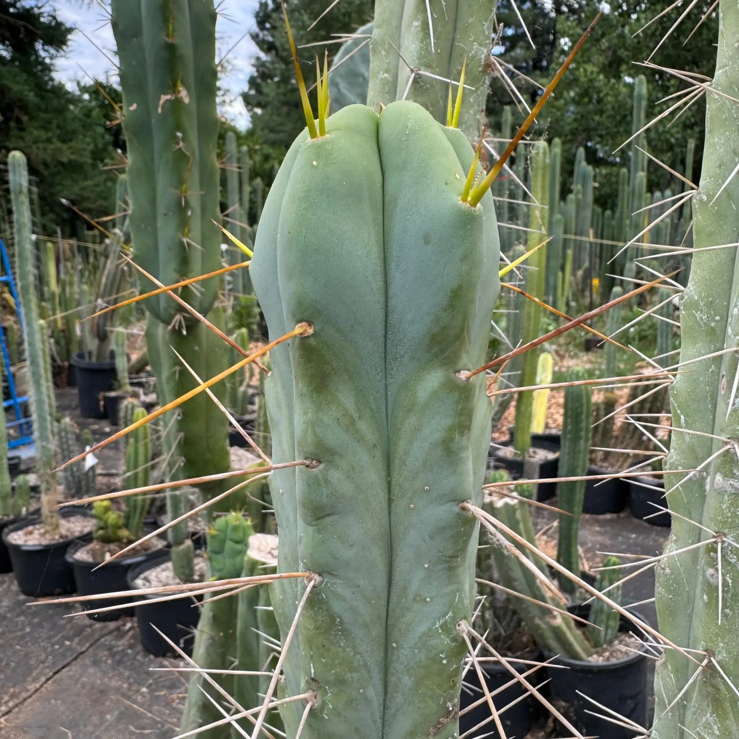 bridge JS755 - live cactus plant