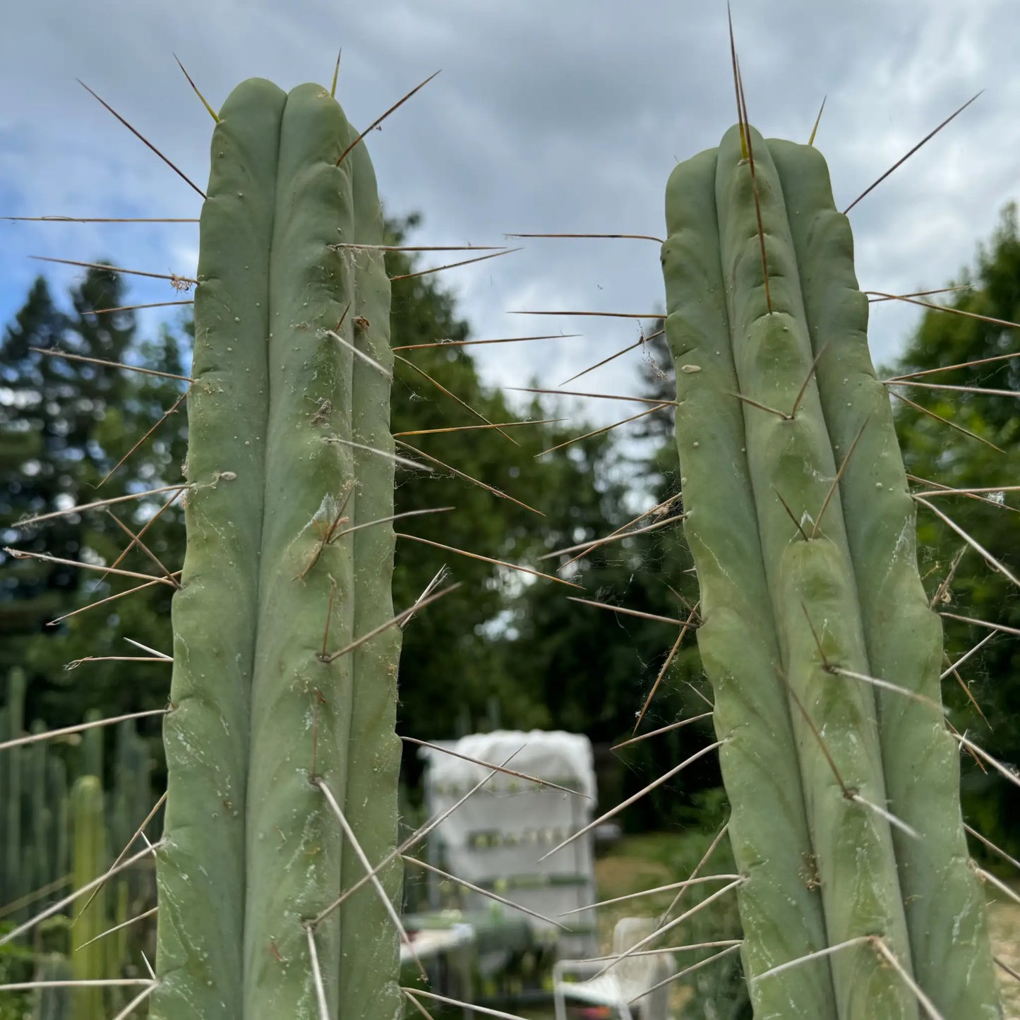 bridge JS755 - live cactus plant