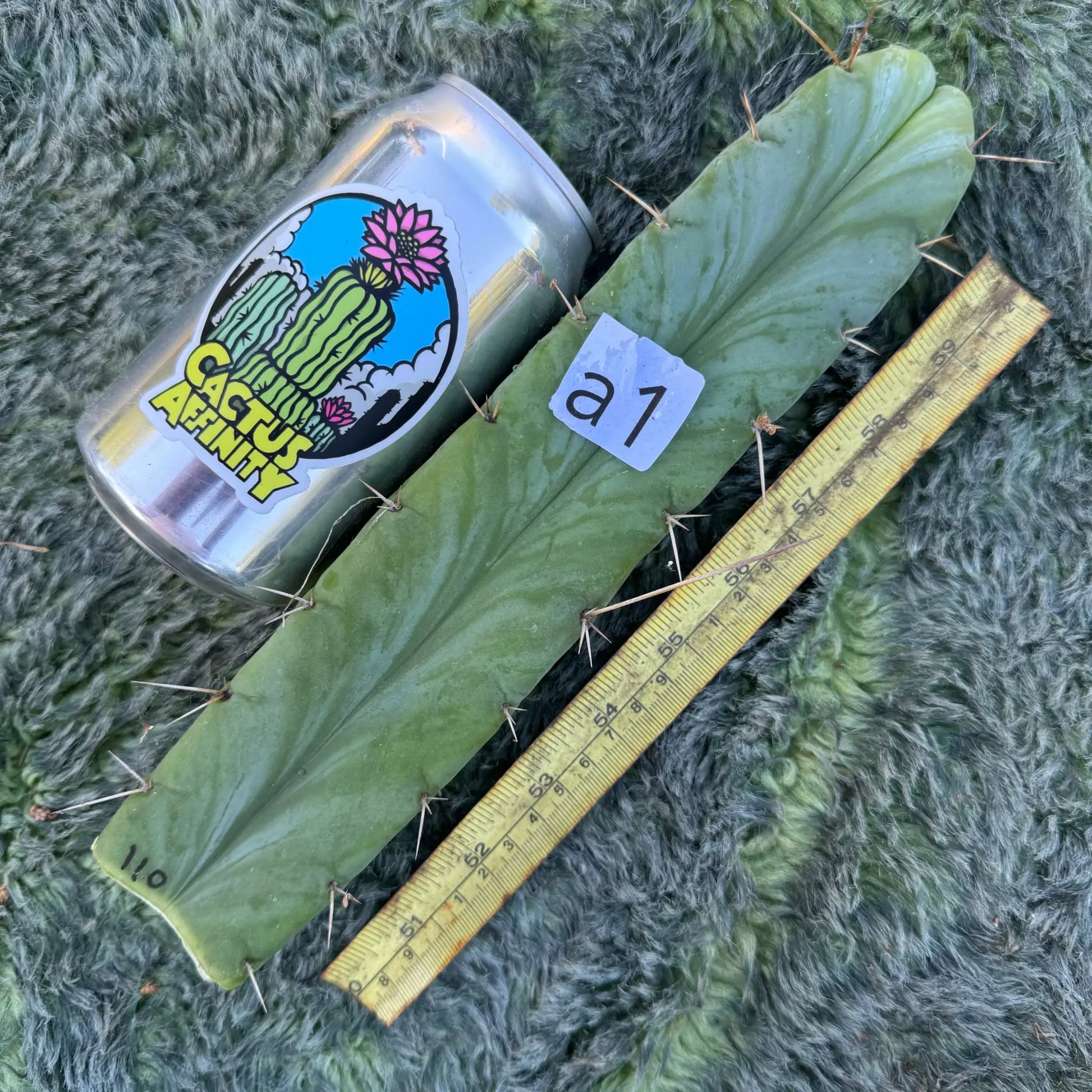 bridge x Tom J’s Giant - a1 10” tip cut - live cactus plant