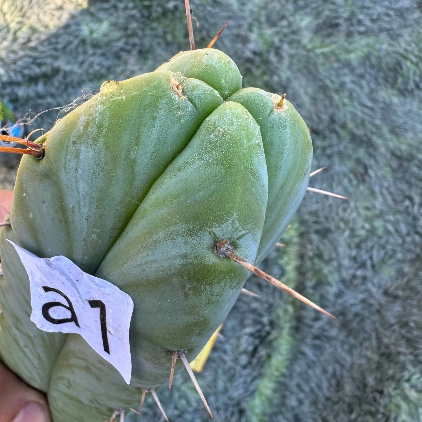bridge x Tom J’s Giant - a1 10” tip cut - live cactus plant