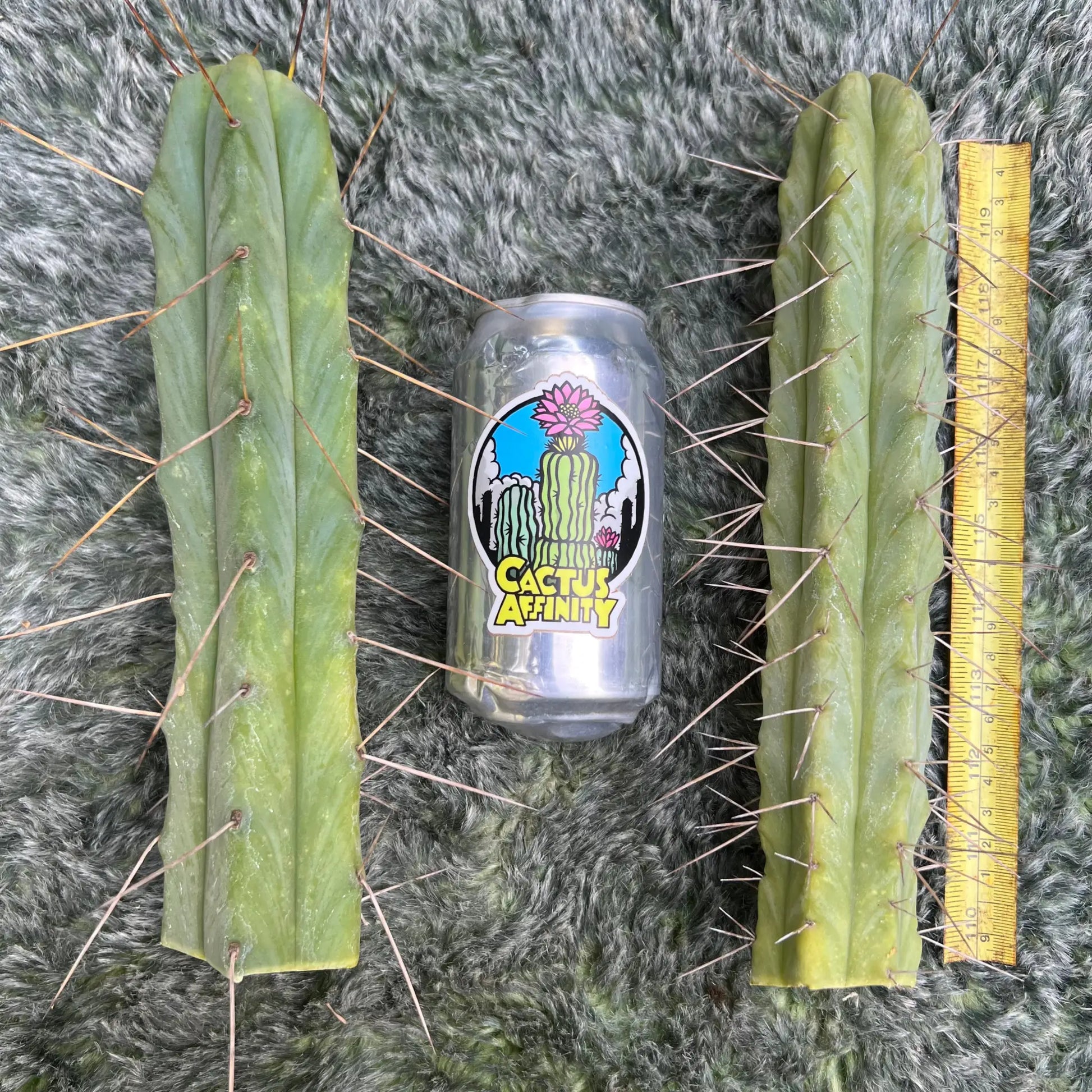 Cactus Affinity bridge mix - live cactus plant