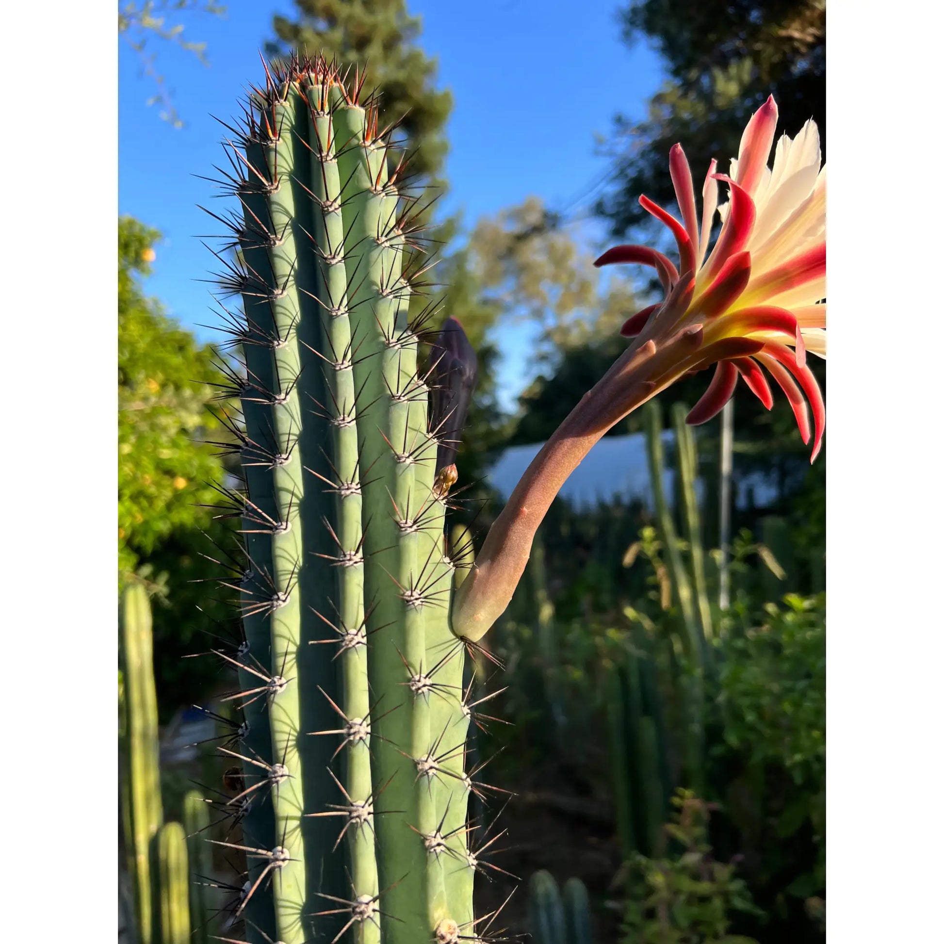 Cereus sp. - live cactus plant