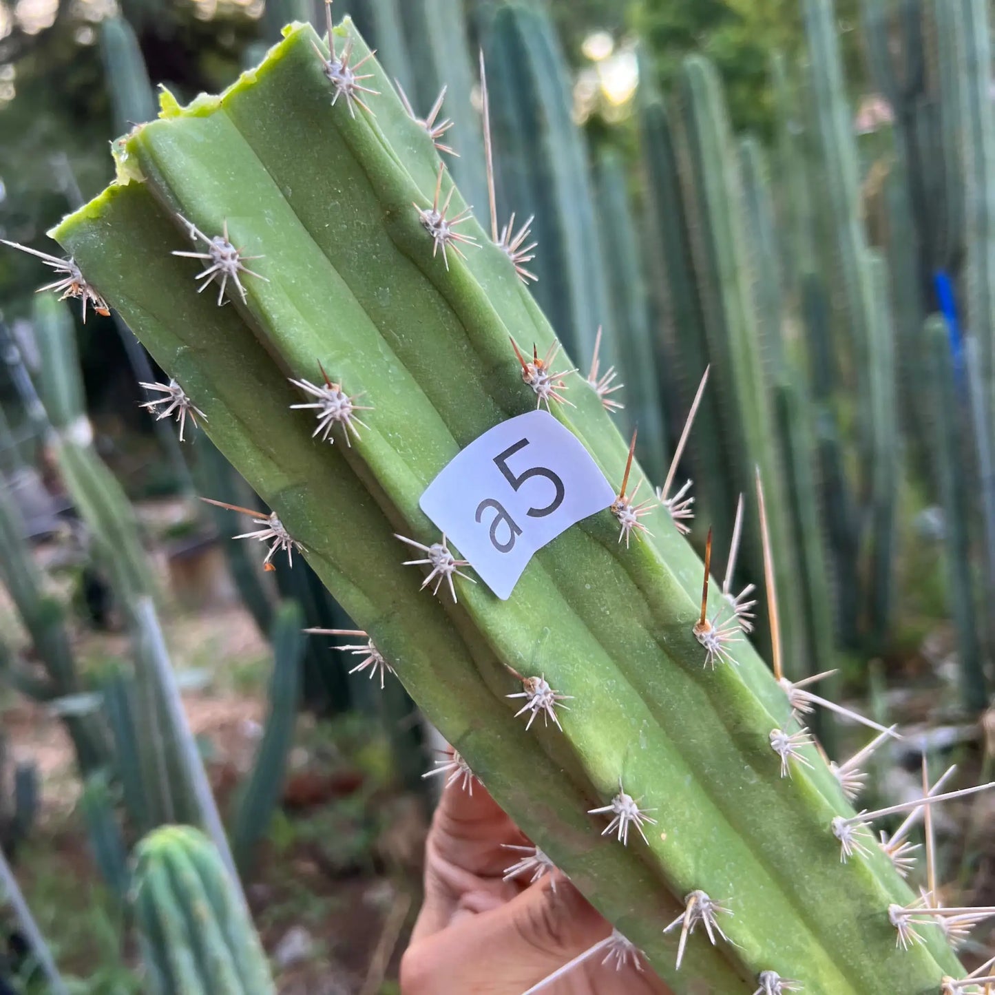 chalaensis x oscar - a5 14” center cut - live cactus plant