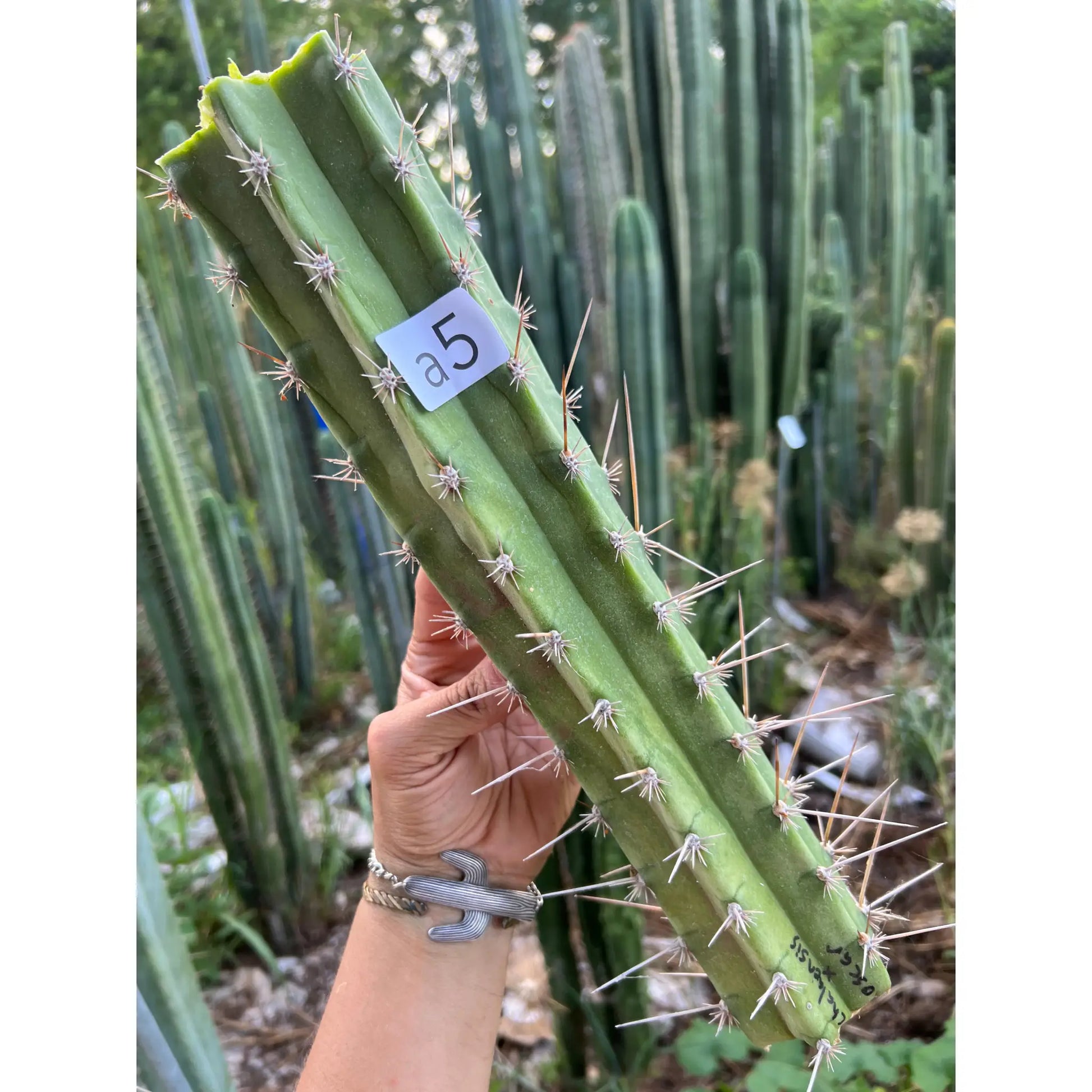 chalaensis x oscar - a5 14” center cut - live cactus plant