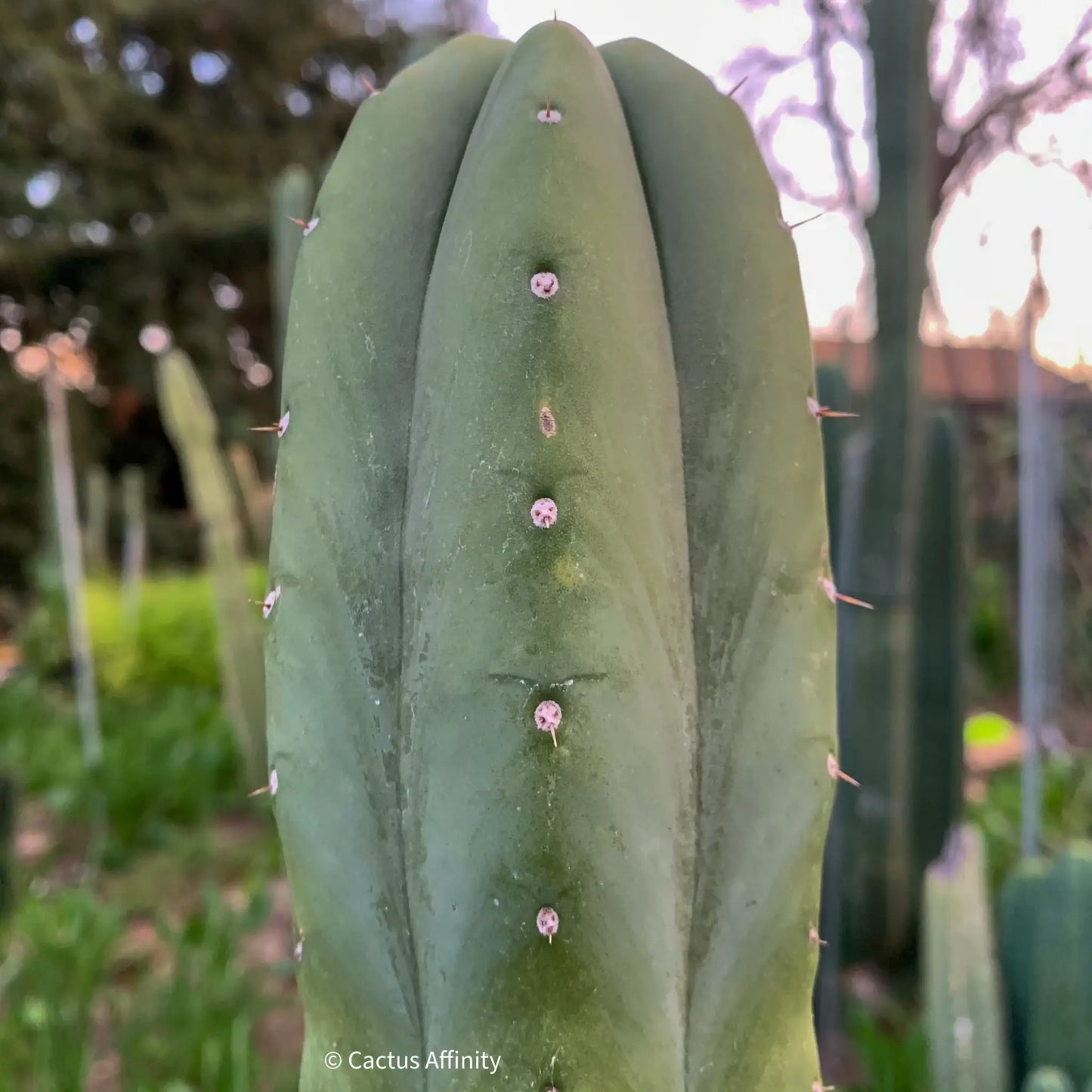 Claude - one 10” center cutting - live cactus plant