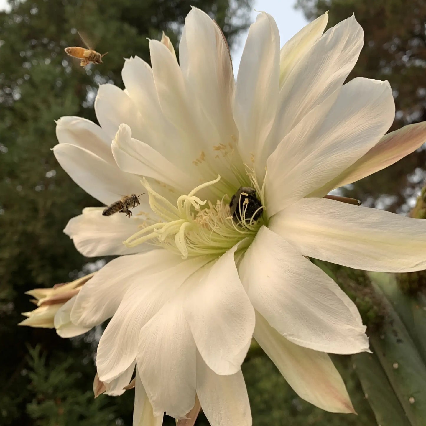 Claude - one 10” center cutting - live cactus plant