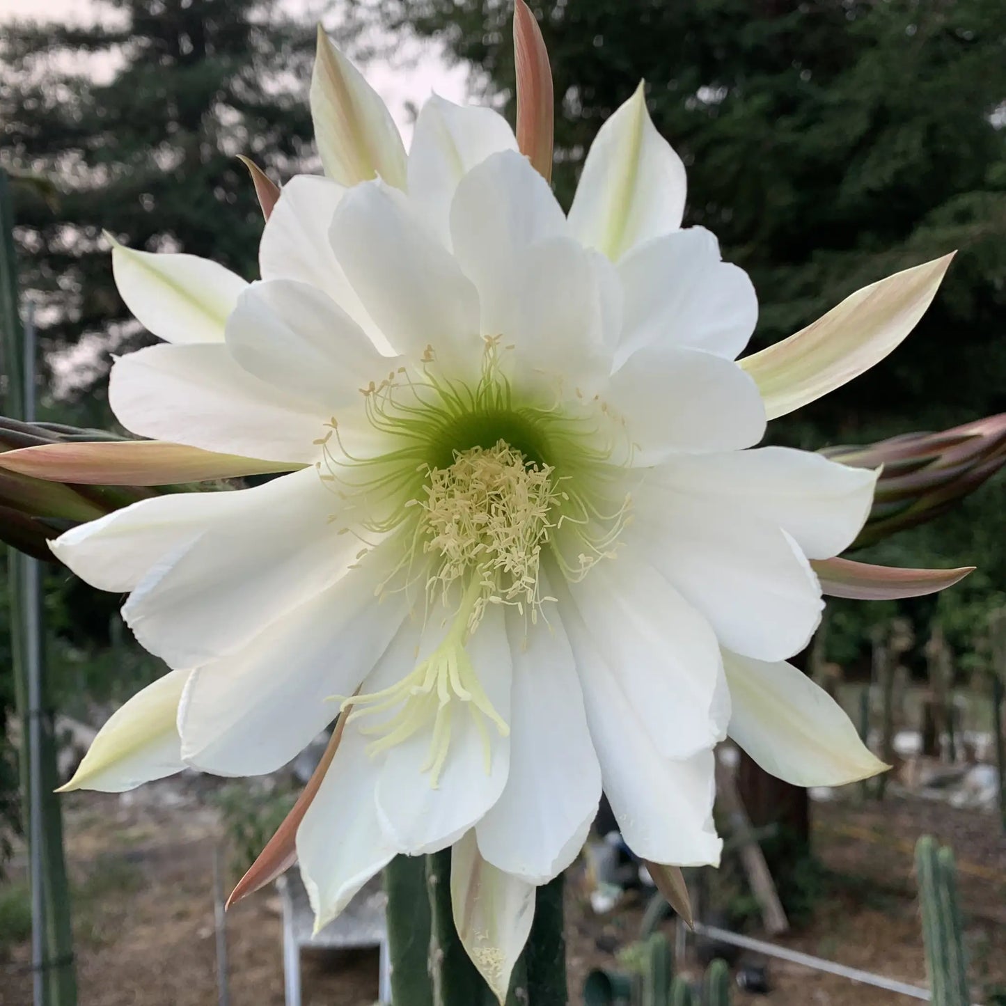 Claude - one 10” center cutting - live cactus plant