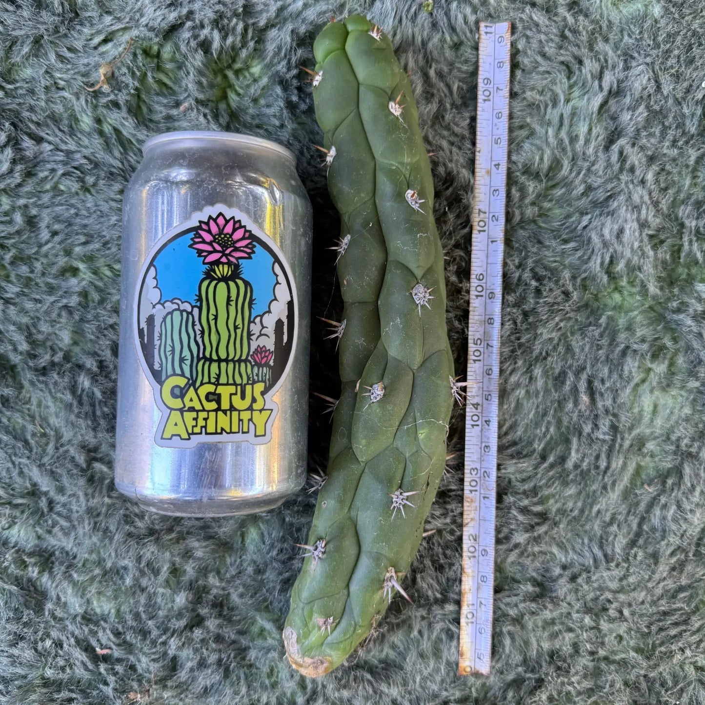 Cleistocactus fieldianus - one 9” tip cut - live cactus