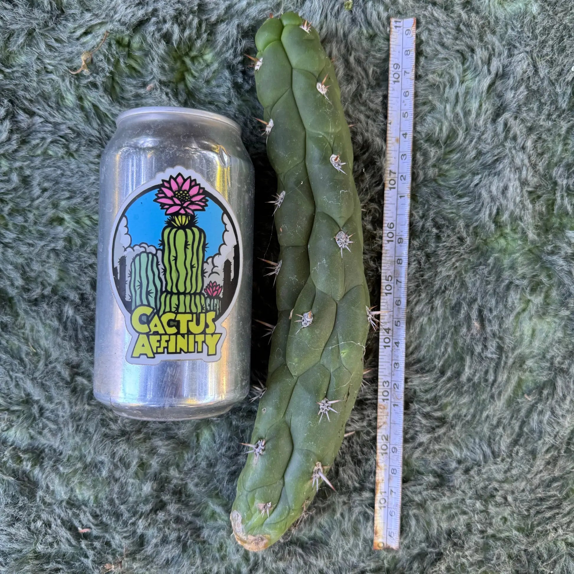 Cleistocactus fieldianus - one 9” tip cut - live cactus