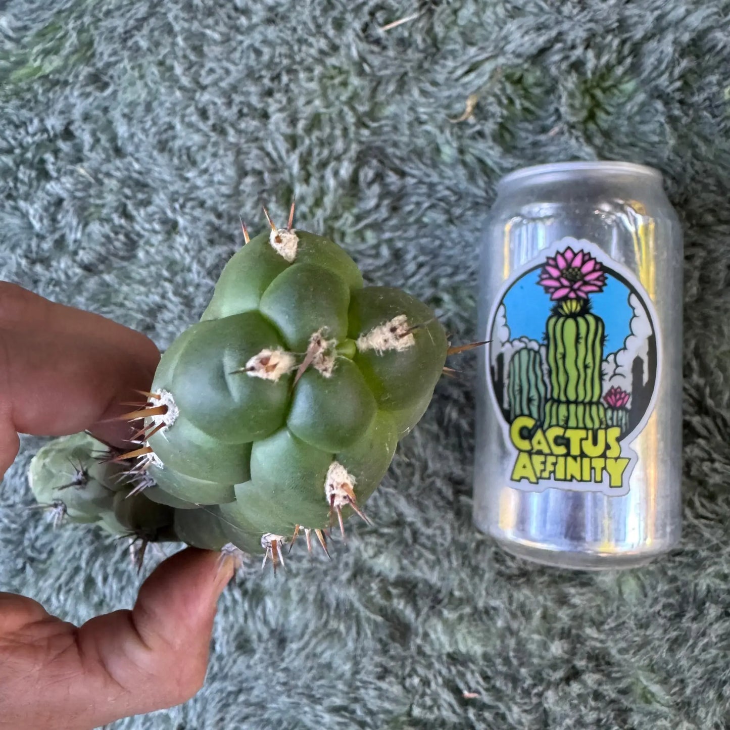 Cleistocactus fieldianus - one 9” tip cut - live cactus