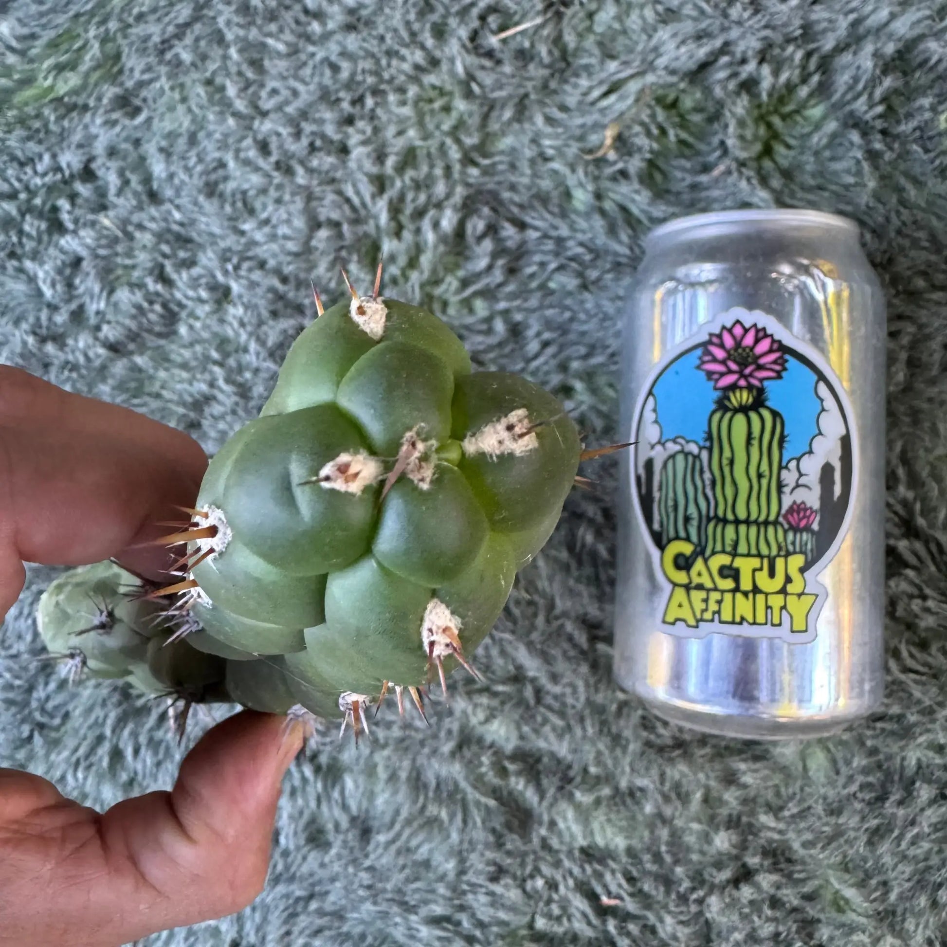 Cleistocactus fieldianus - one 9” tip cut - live cactus