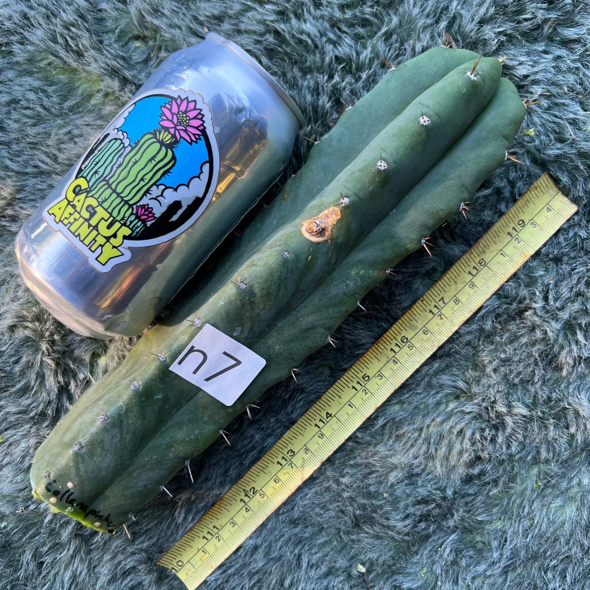 collana pichu - n7 10” tip cutting - live cactus plant