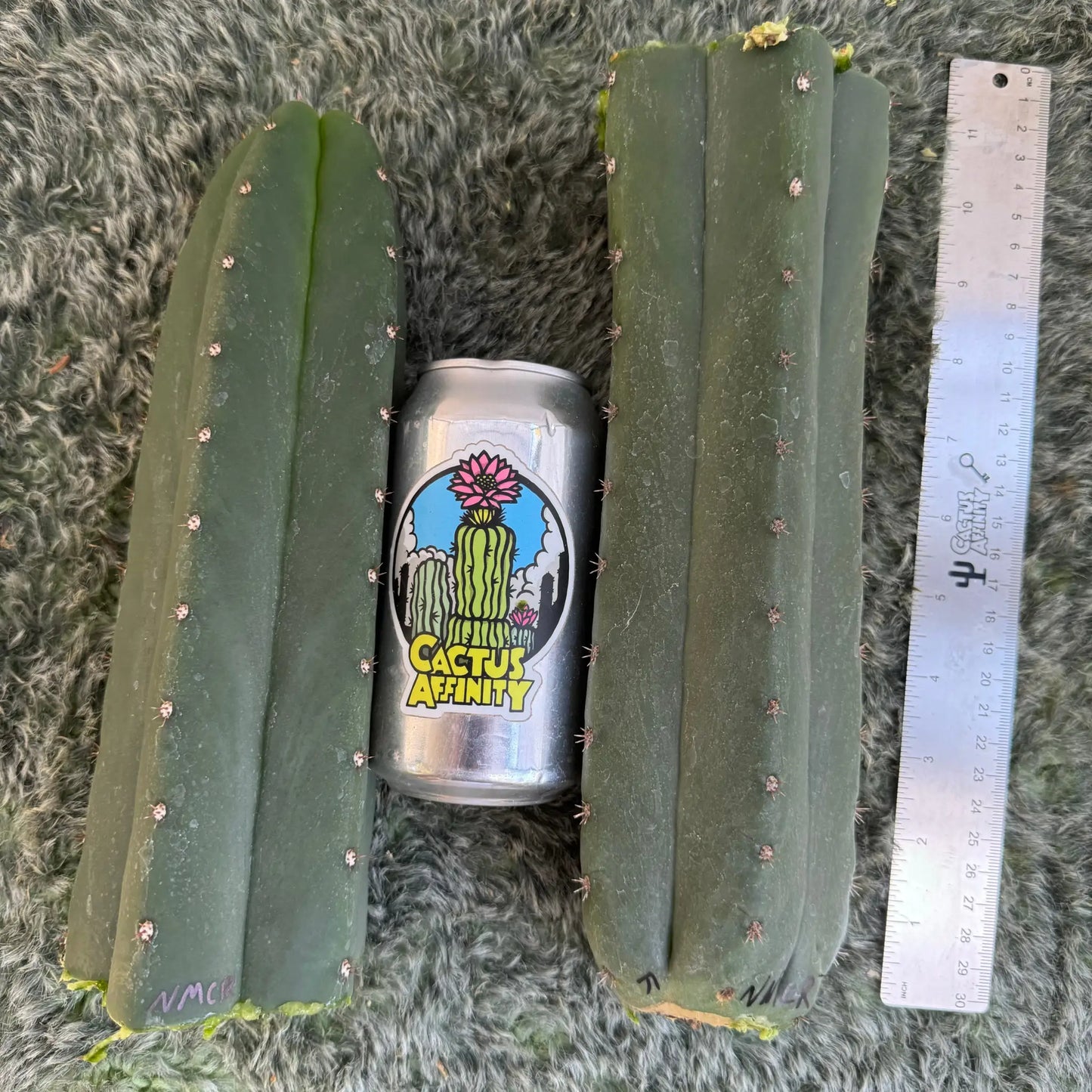 cordobensis NMCR - one 10” tip cutting - live cactus plant