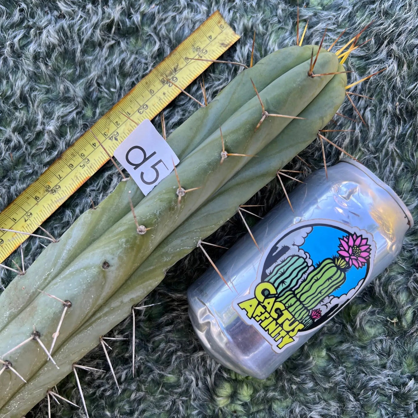 Coronado bridge - d5 15” tip cut - live cactus plant
