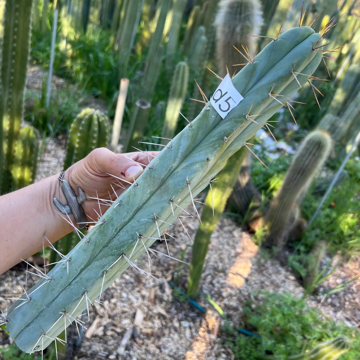 Coronado bridge - d5 15” tip cut - live cactus plant