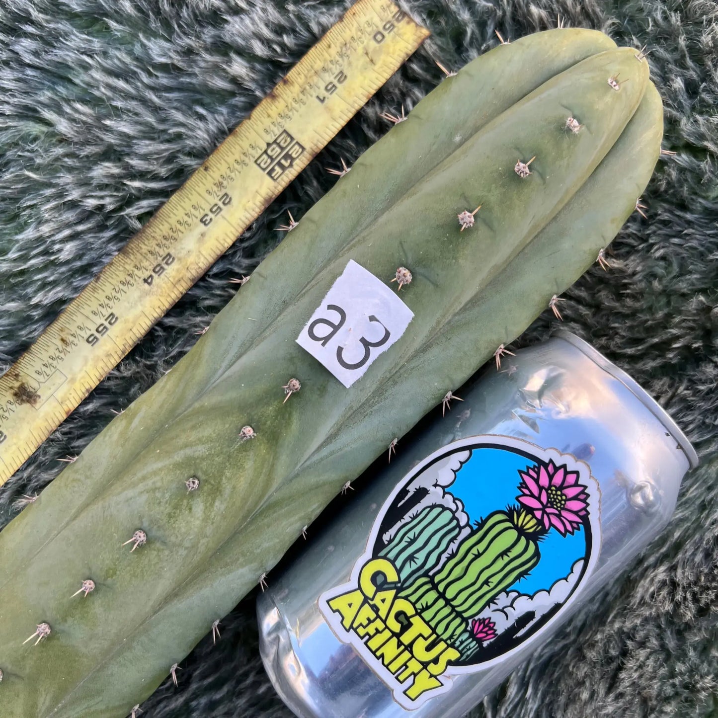 Cruelty - free ship - 14” tip cut - live cactus plant