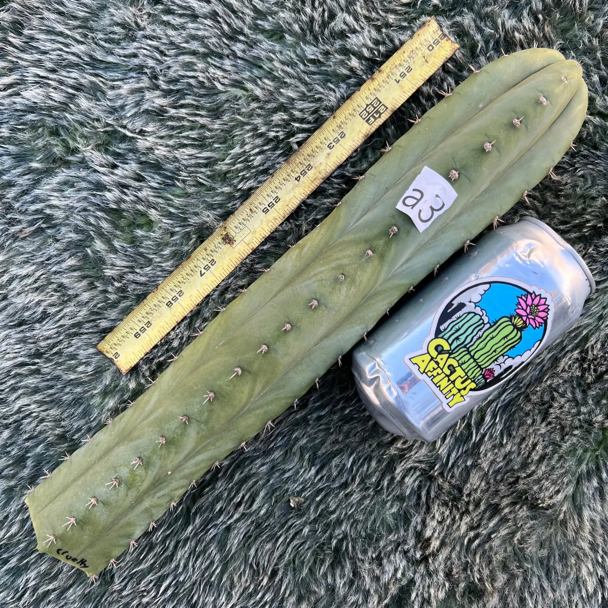 Cruelty - free ship - 14” tip cut - live cactus plant