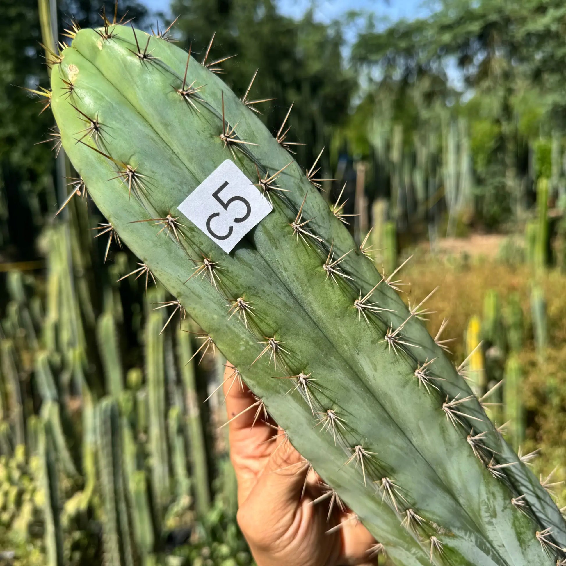 Curbside - c5 12” tip cut - live cactus plant