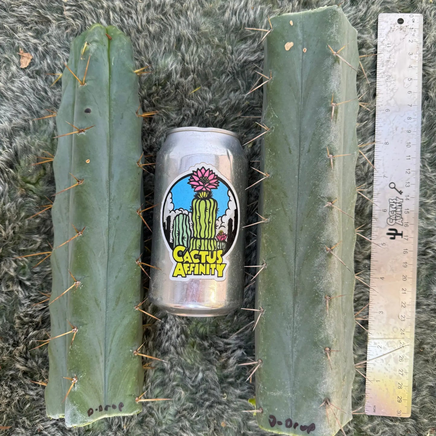 DreDrop aka SPV - one 10” tip cutting - live cactus plant