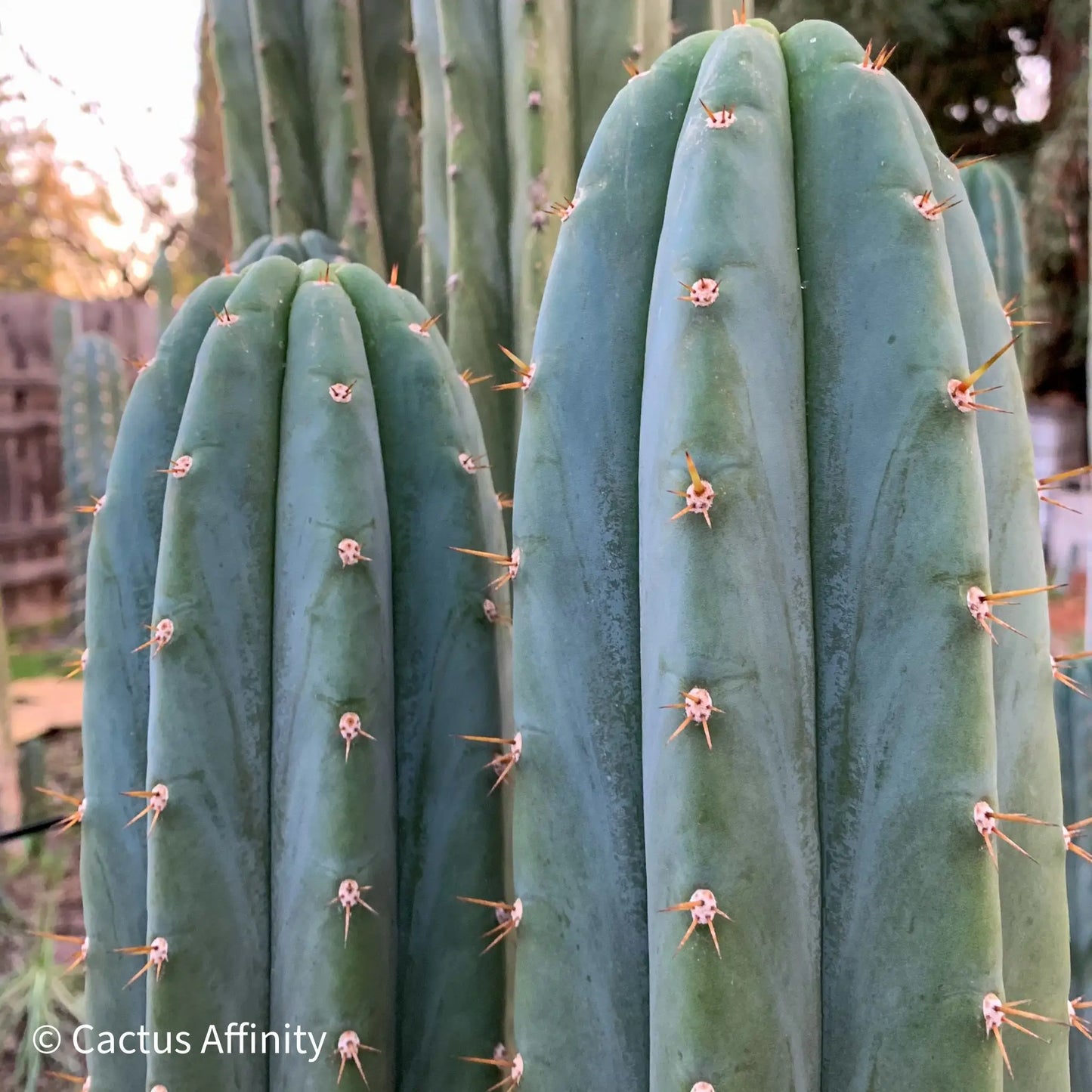 Verne’s Fastest aka Short Spine Peru - live cactus plant