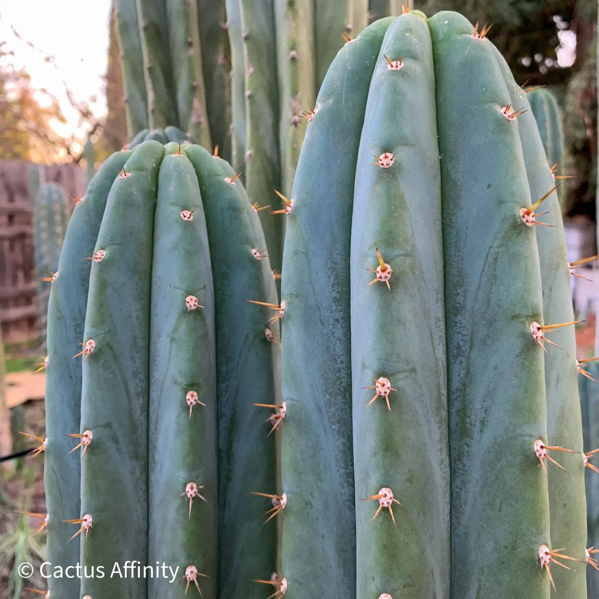 Verne’s Fastest aka Short Spine Peru - live cactus plant