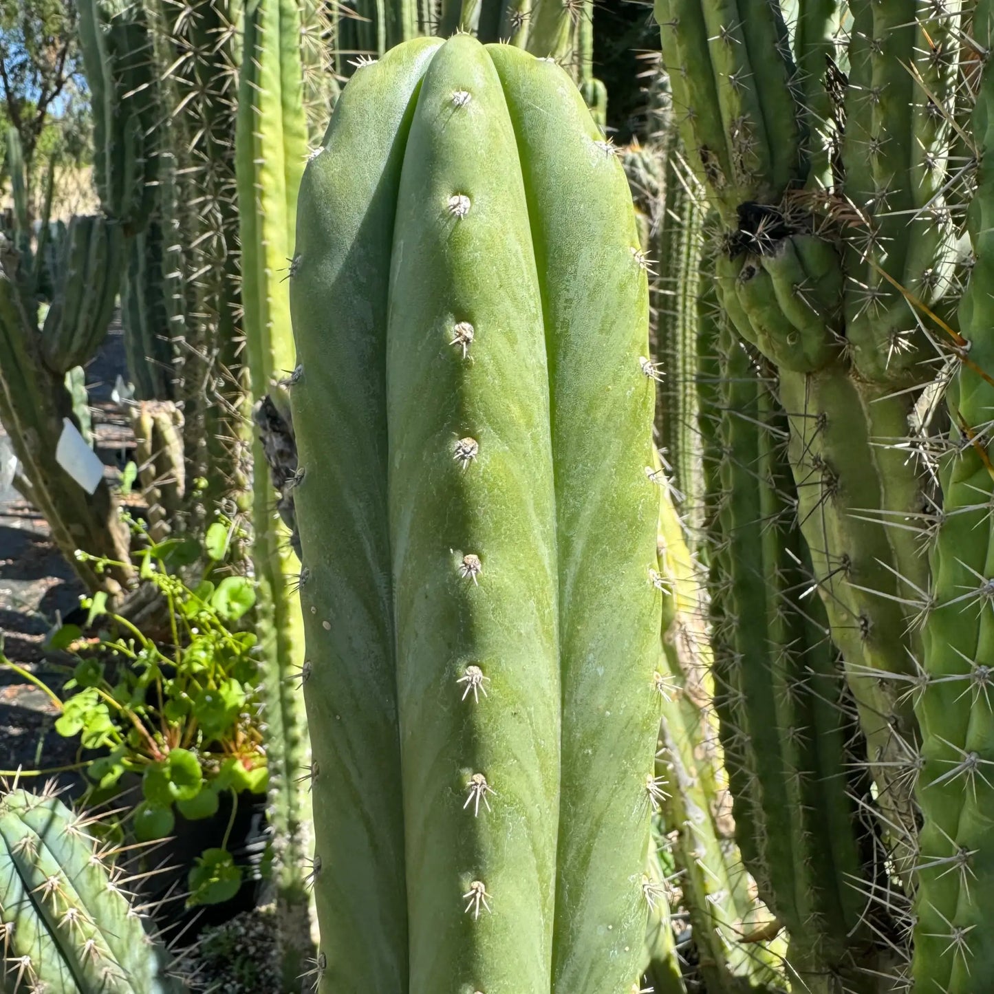 Field’s pach - live cactus plant