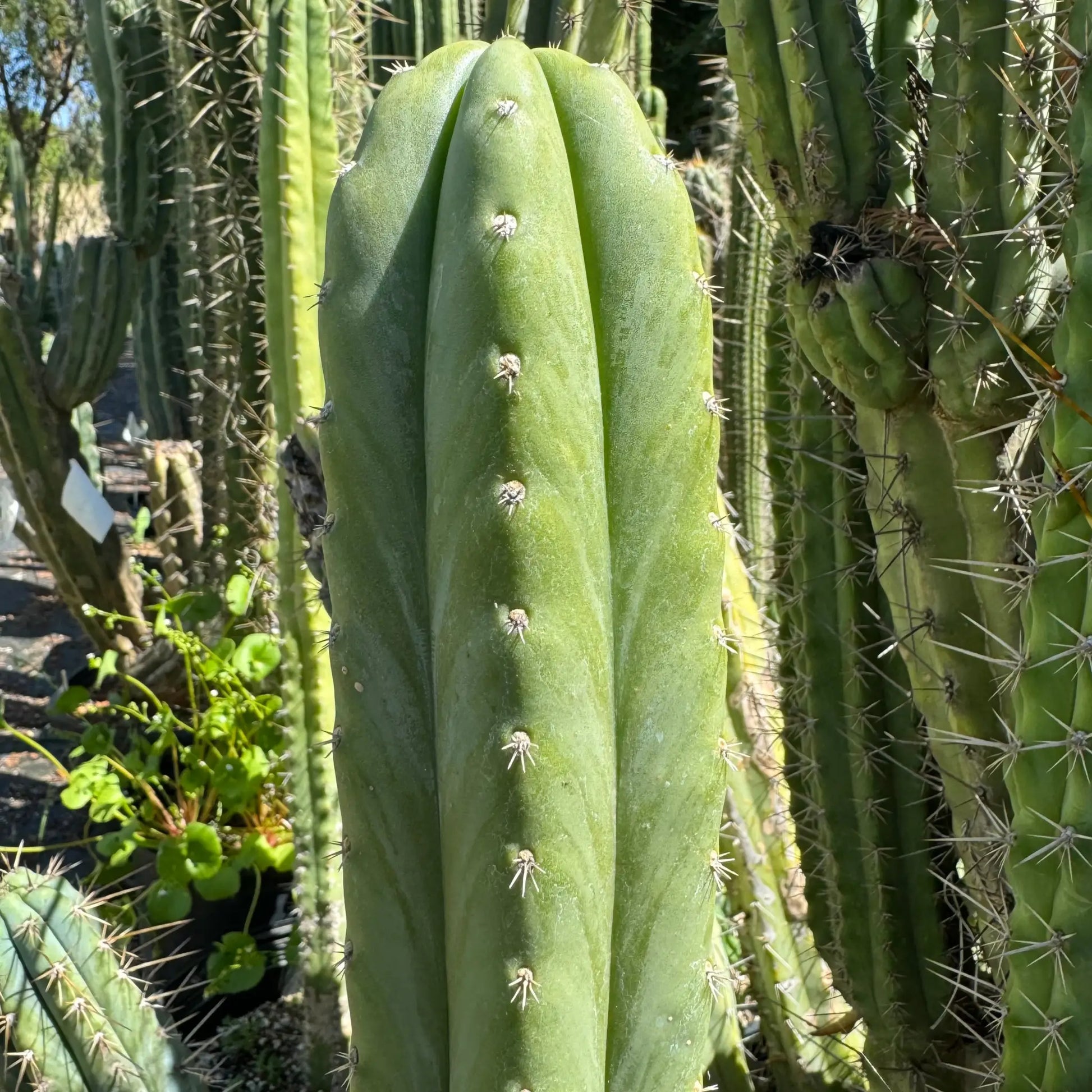 Field’s pach - live cactus plant