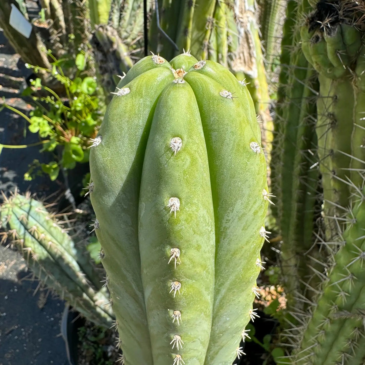 Field’s pach - live cactus plant