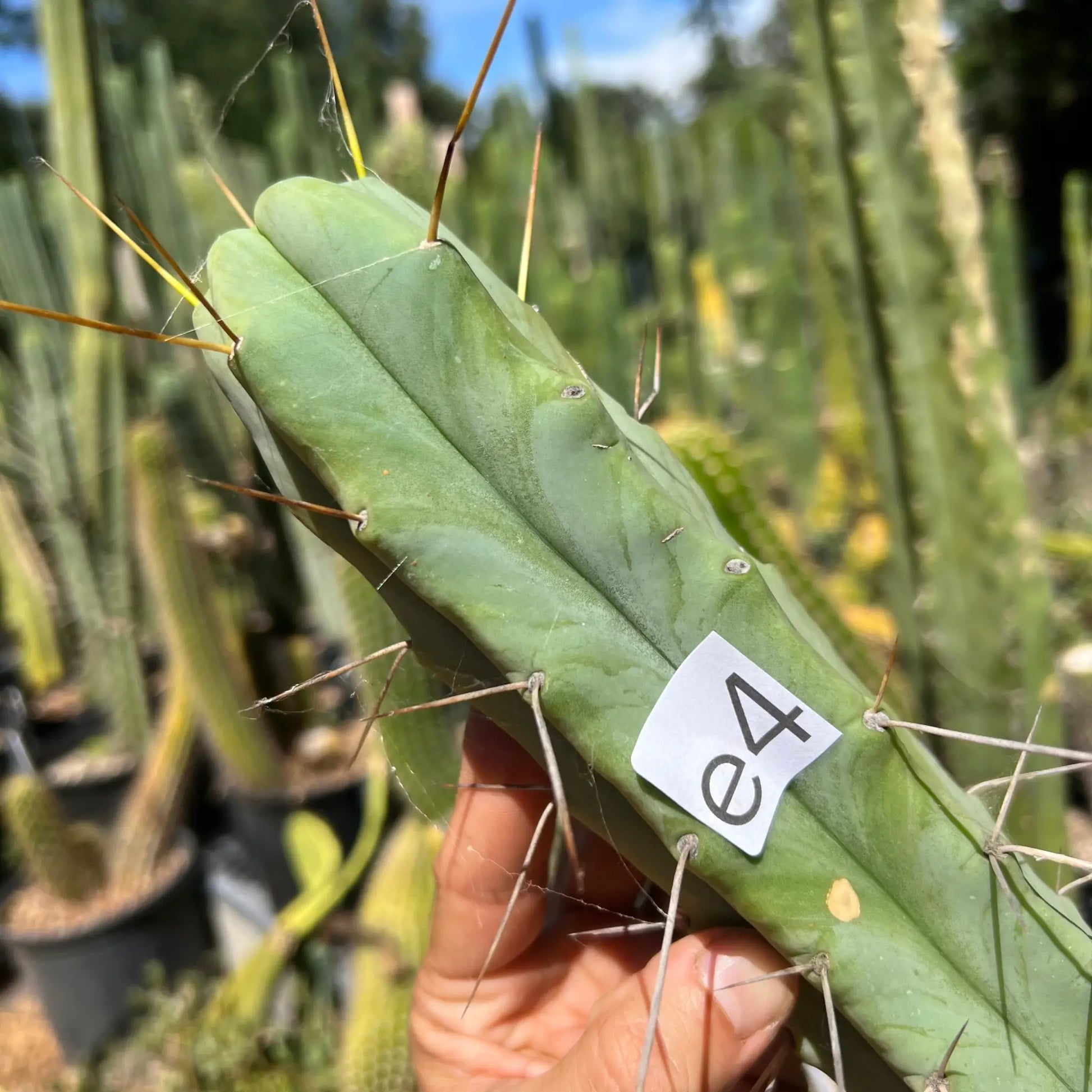 Foolsbreath - e4 10” tip cutting - live cactus plant
