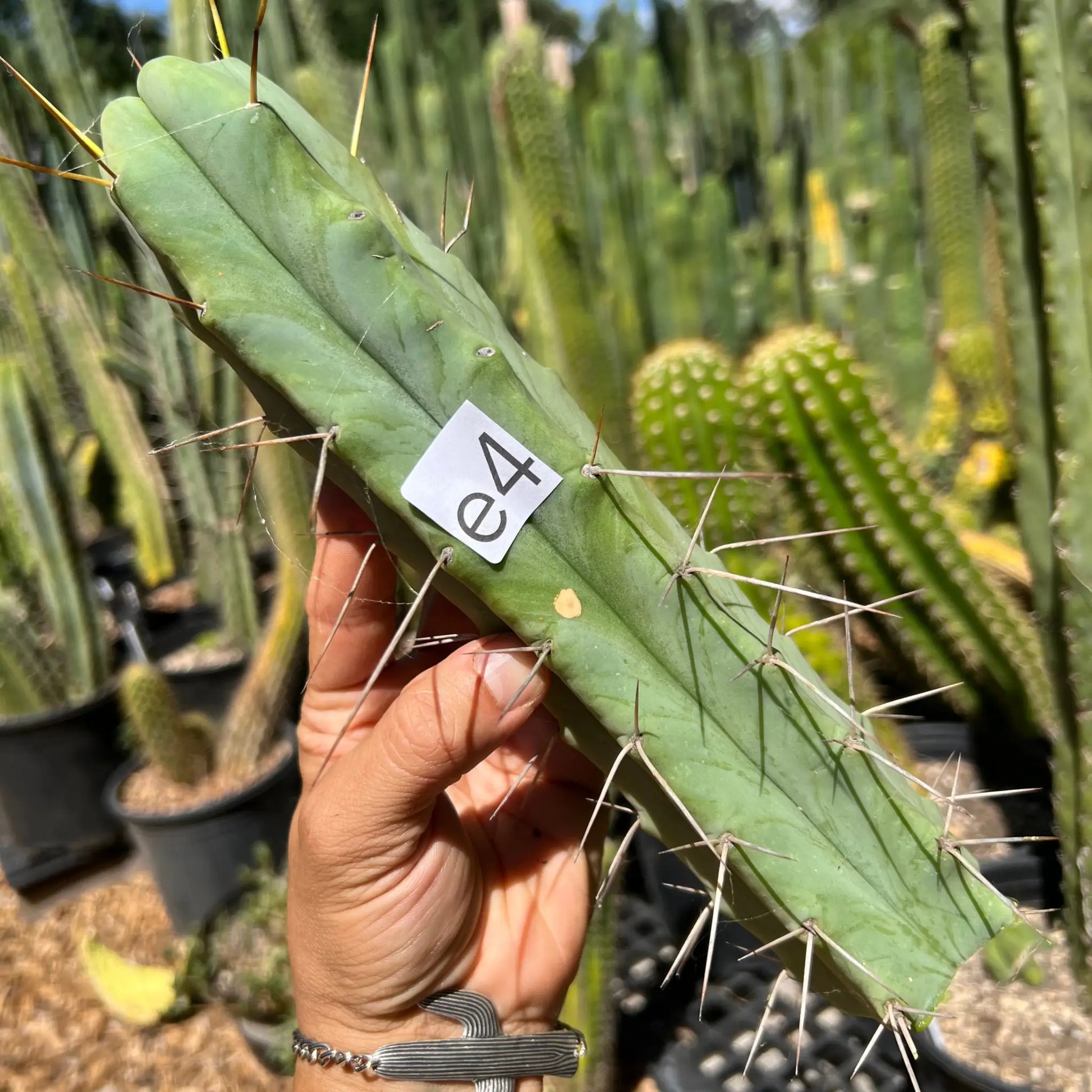 Foolsbreath - e4 10” tip cutting - live cactus plant