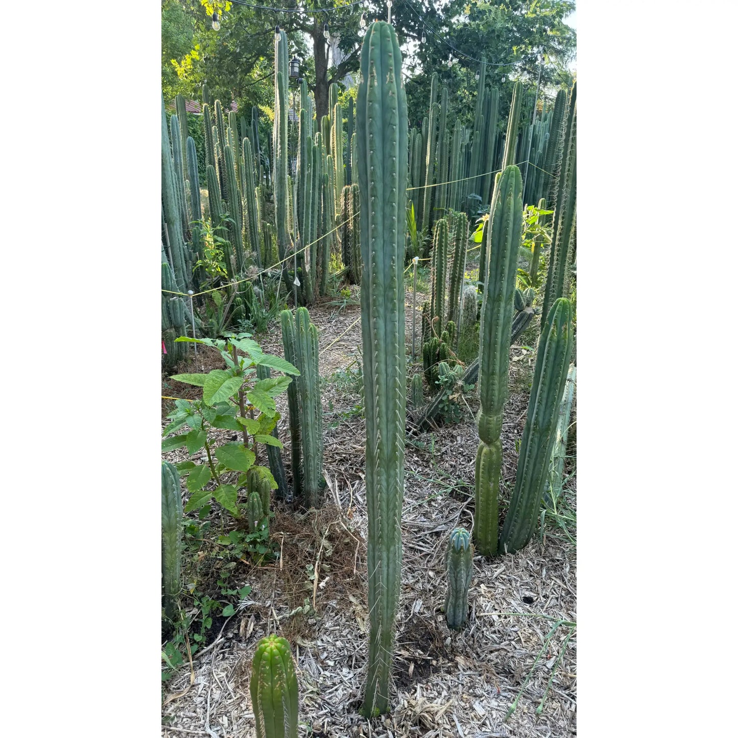 Howard - c3 10” tip cut - live cactus plant