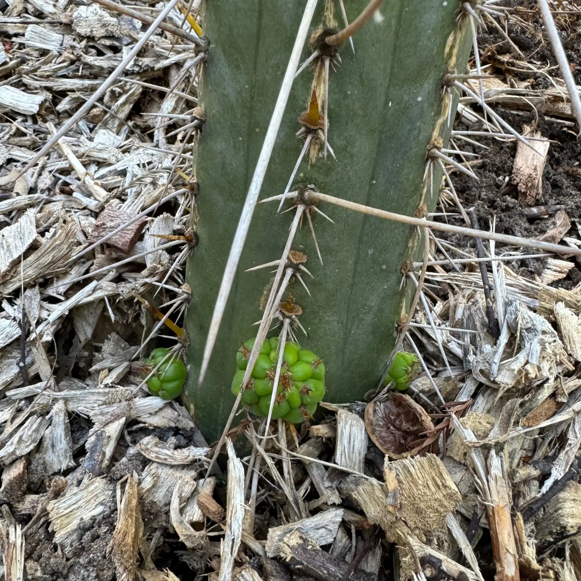 Howard - c3 10” tip cut - live cactus plant