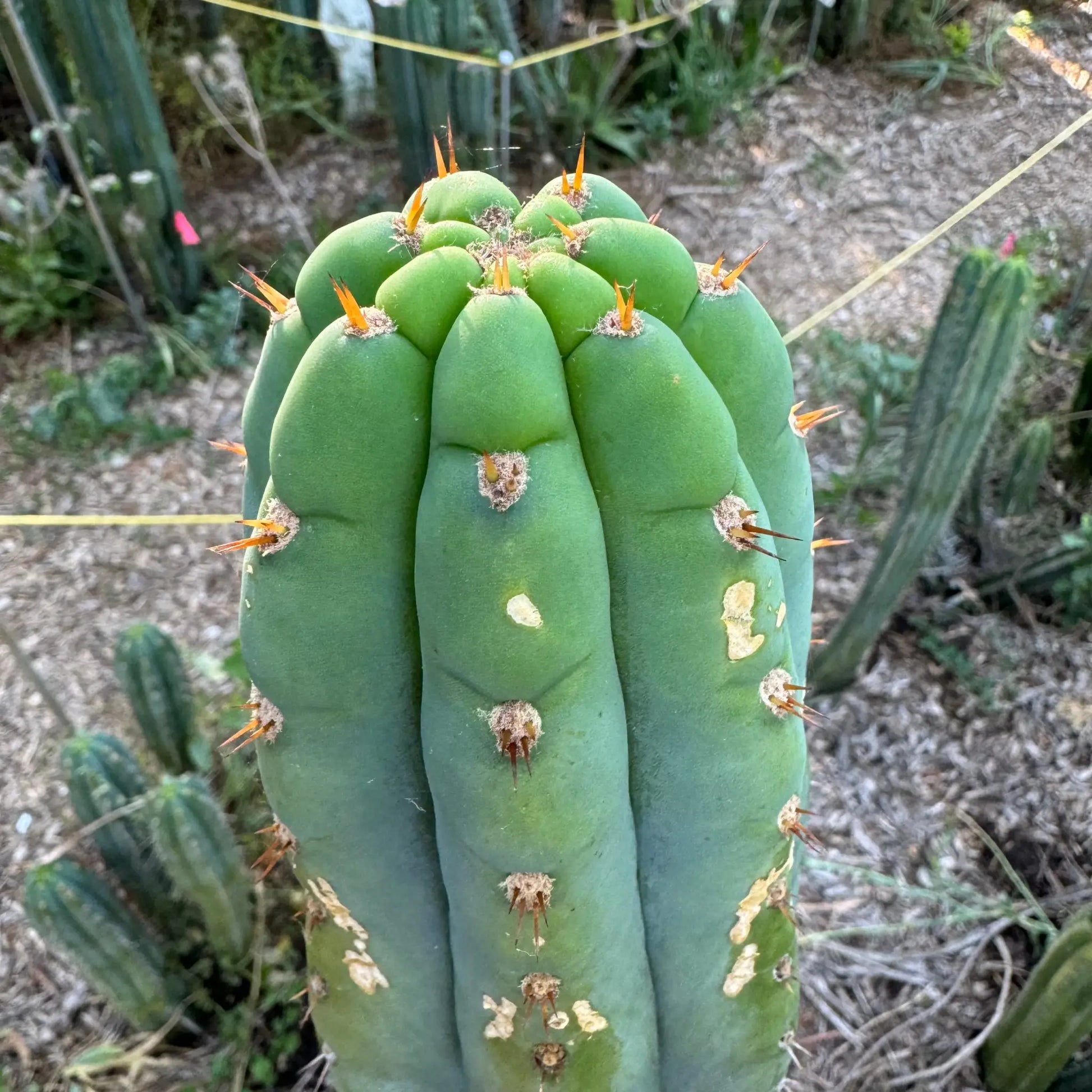 Howard - c3 10” tip cut - live cactus plant