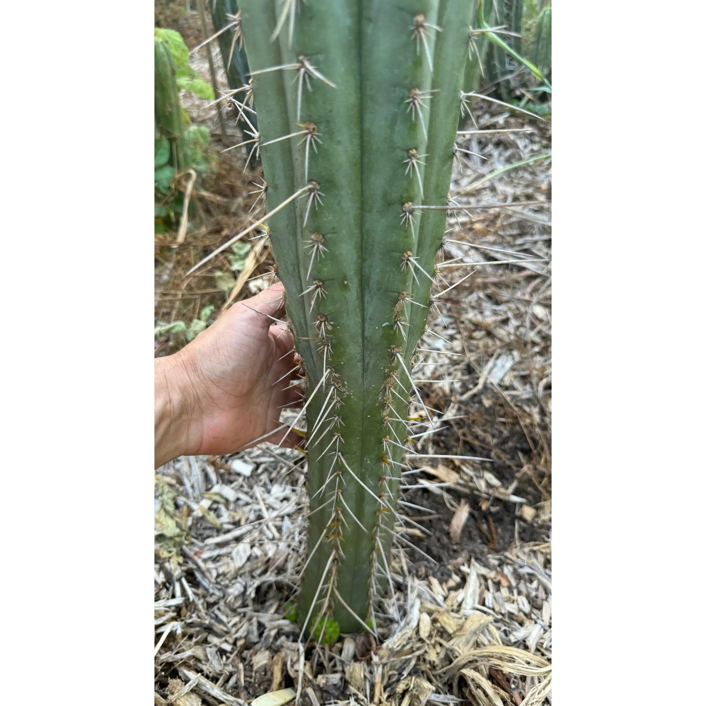 Howard - c3 10” tip cut - live cactus plant