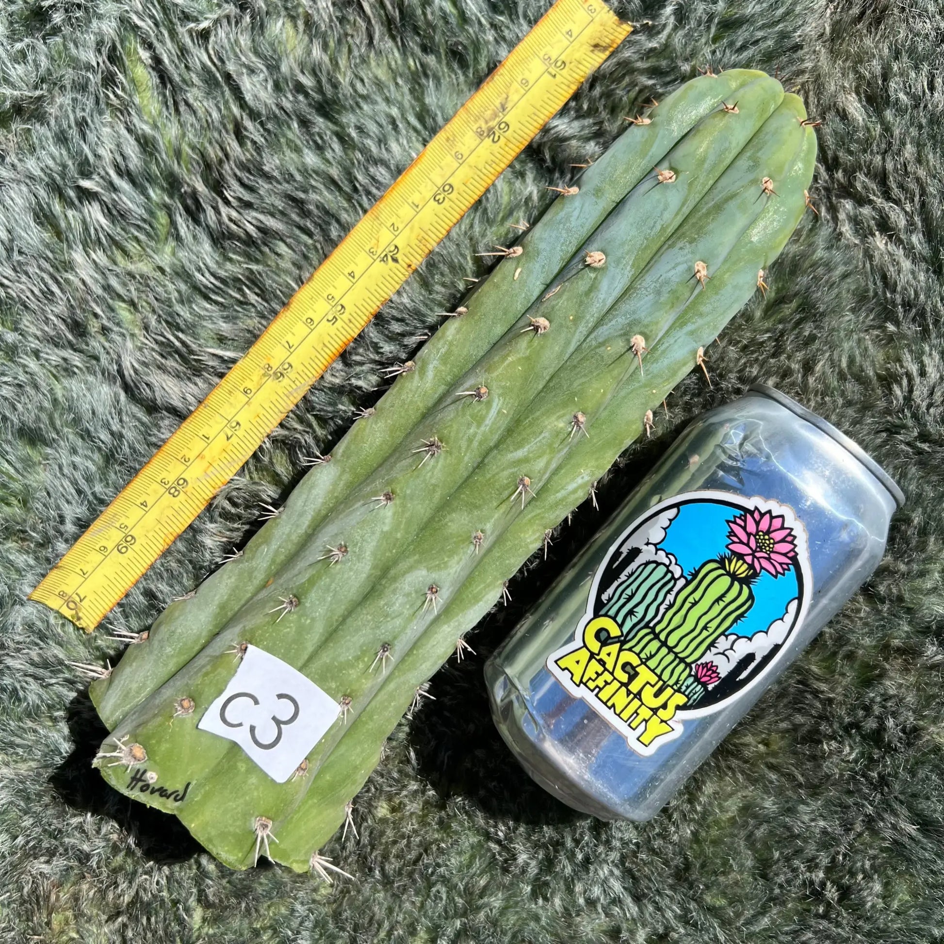 Howard - c3 10” tip cut - live cactus plant