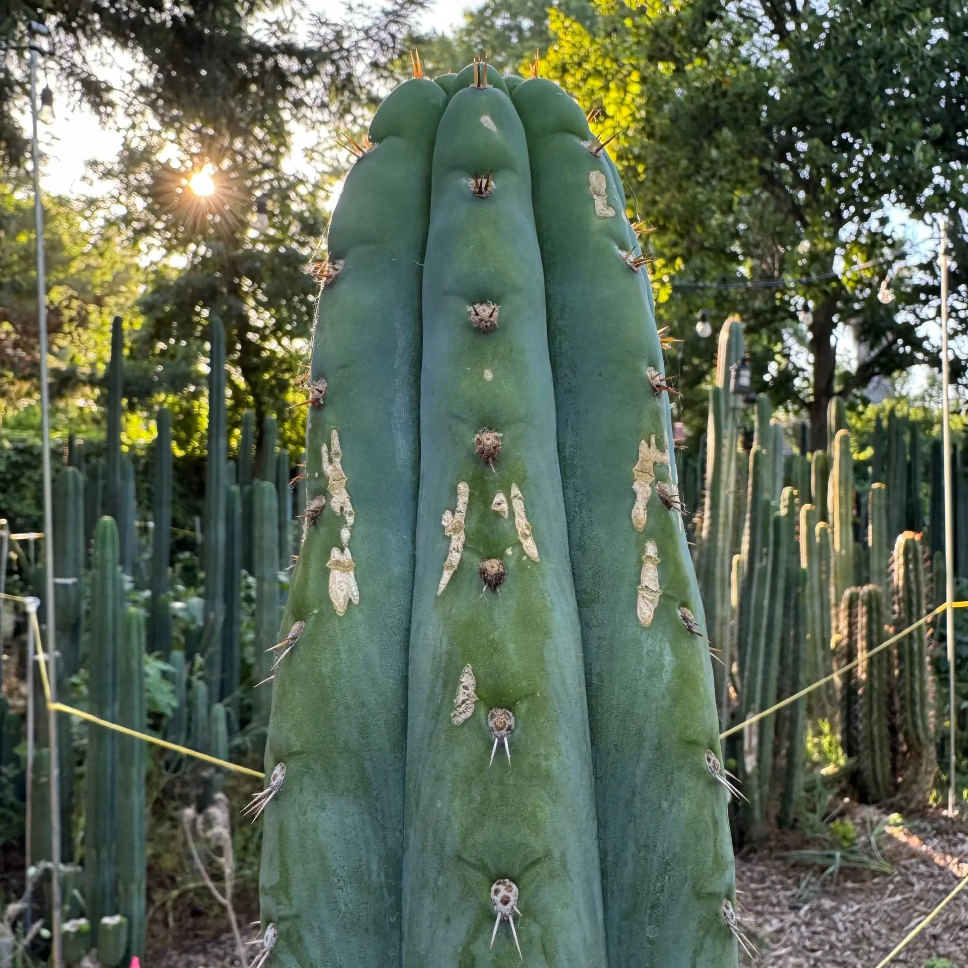 Howard - c3 10” tip cut - live cactus plant