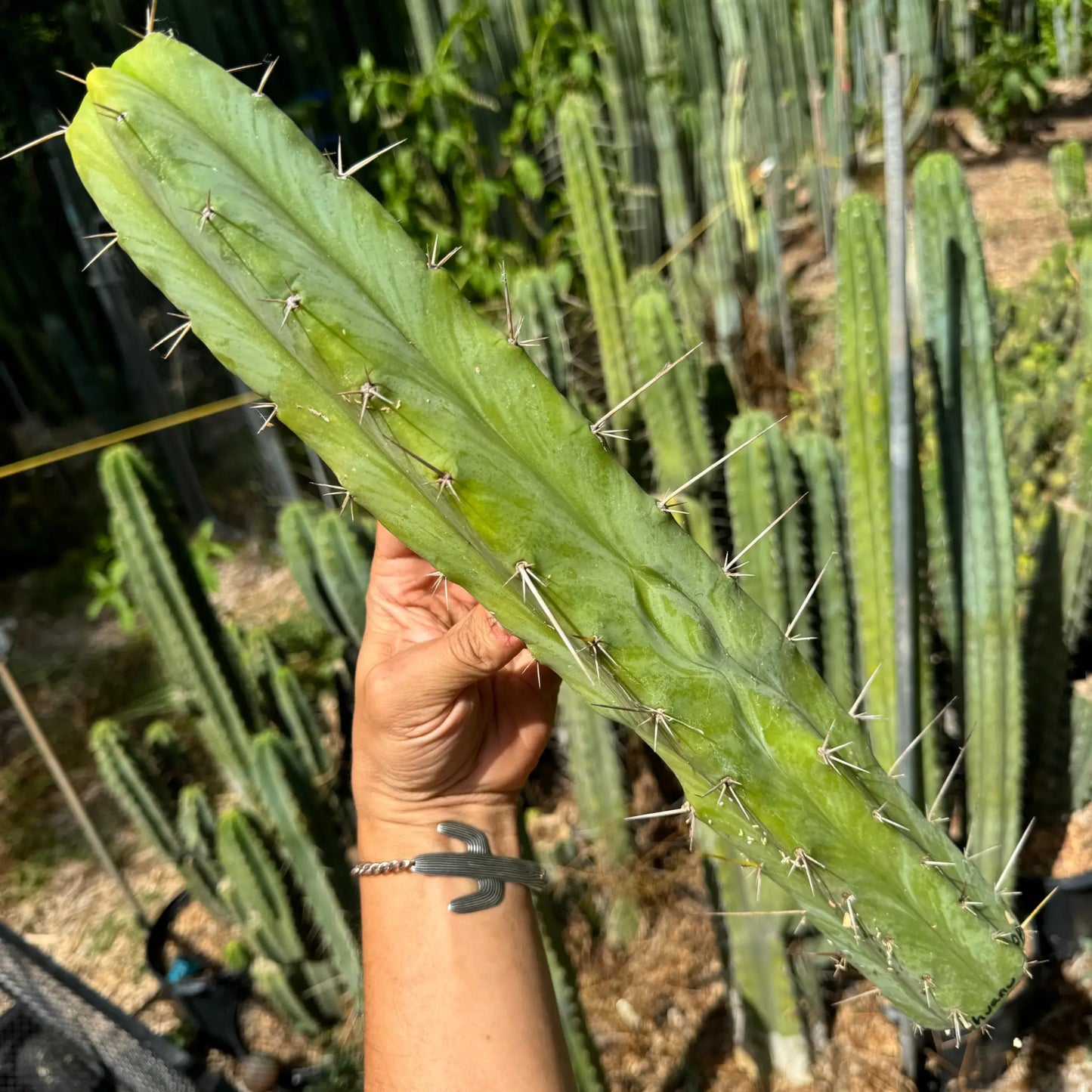 huanu OP - 17” tip cut - live cactus plant