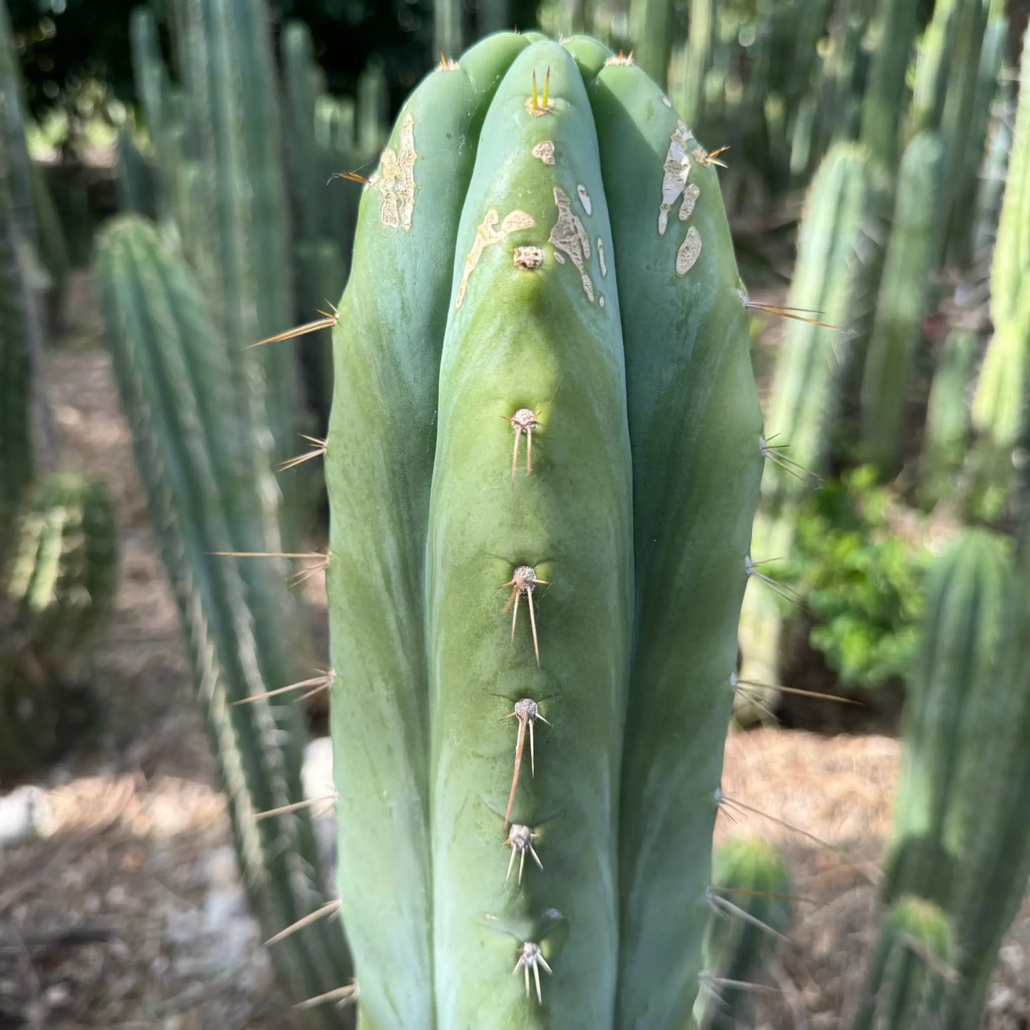 huanu - Poots - live cactus plant