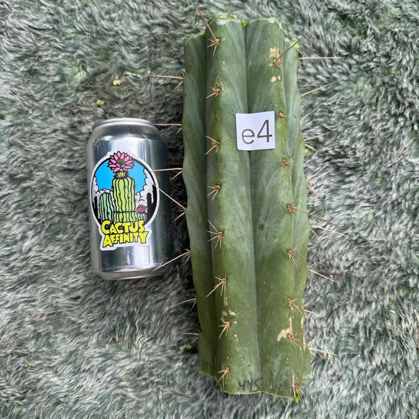 huanu - Poots - live cactus plant
