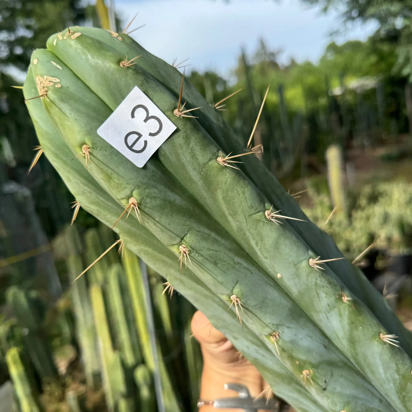 huanu - Poots - live cactus plant