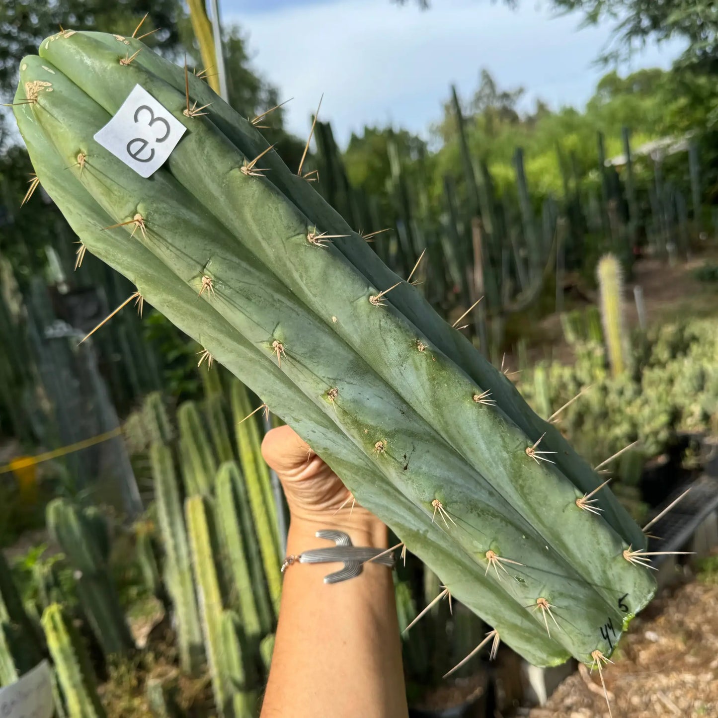 huanu - Poots - e3 14” tip cutting - live cactus plant