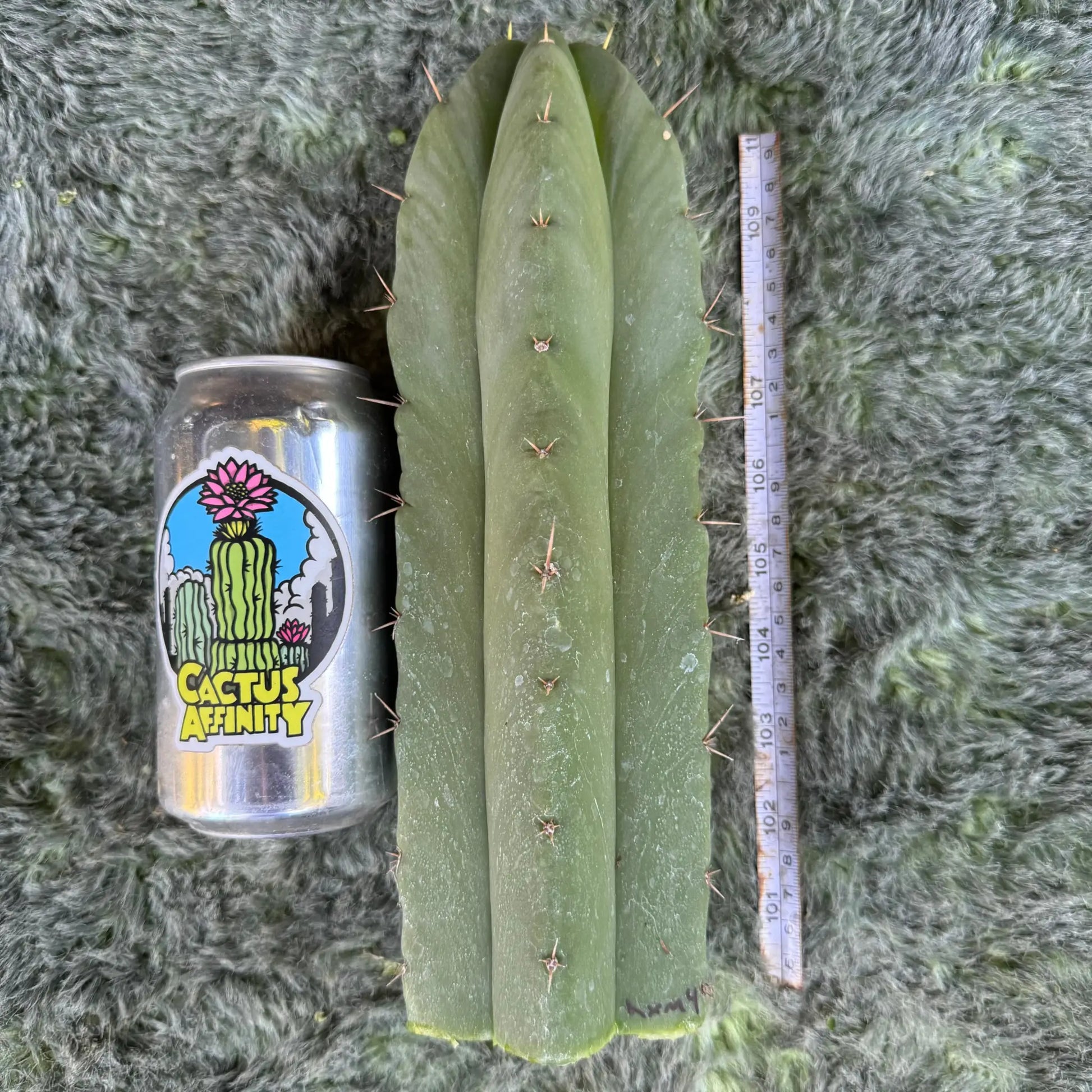 huanu x malo4 - one 10” tip cutting - live cactus plant