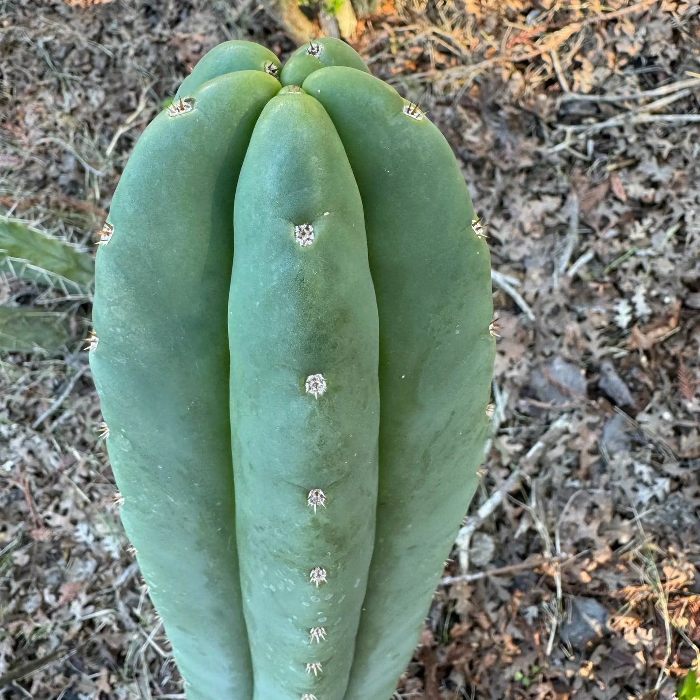 huanu x scop - d3 10” center cut - live cactus plant